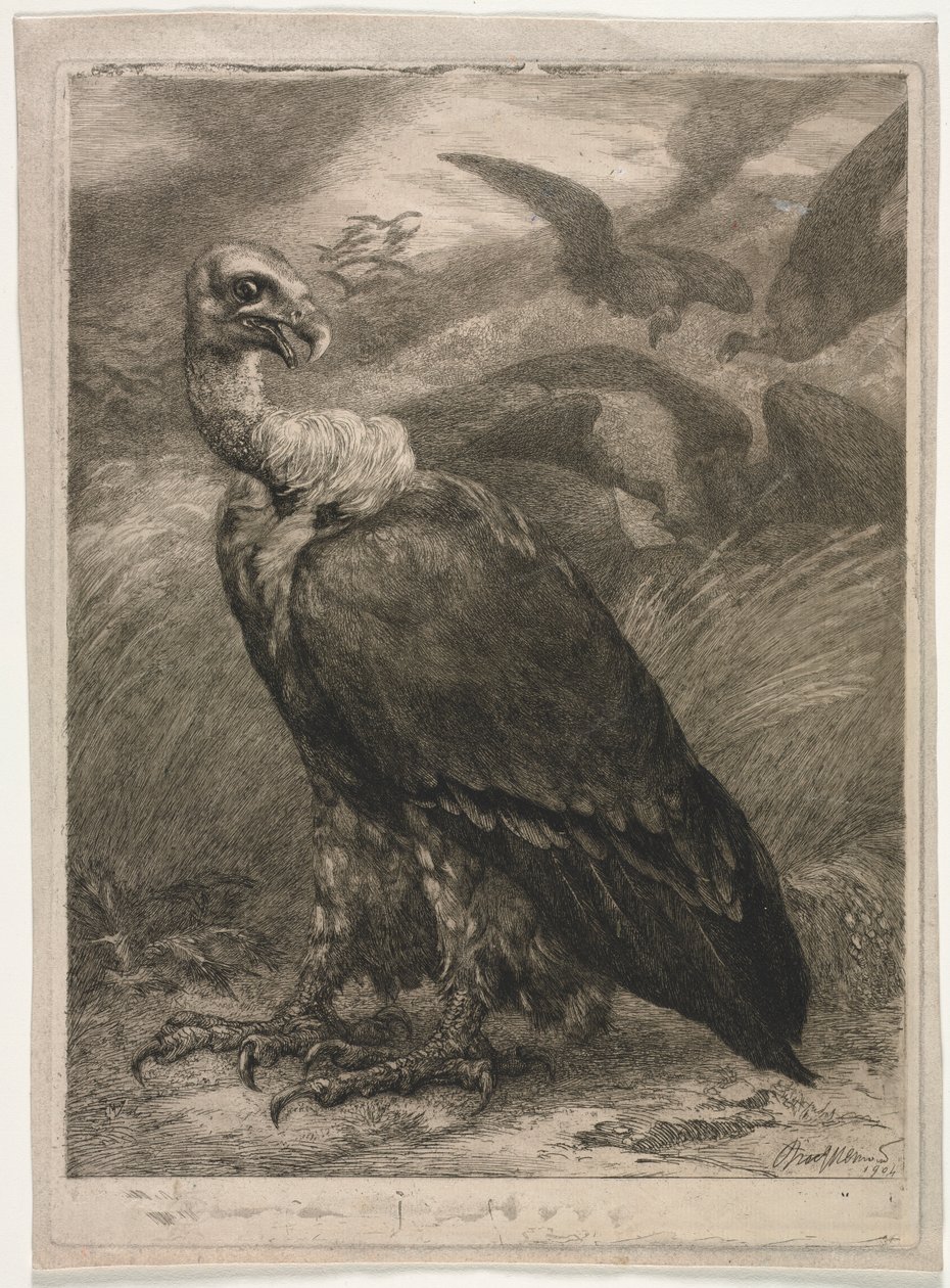 Vulture by Felix Bracquemond