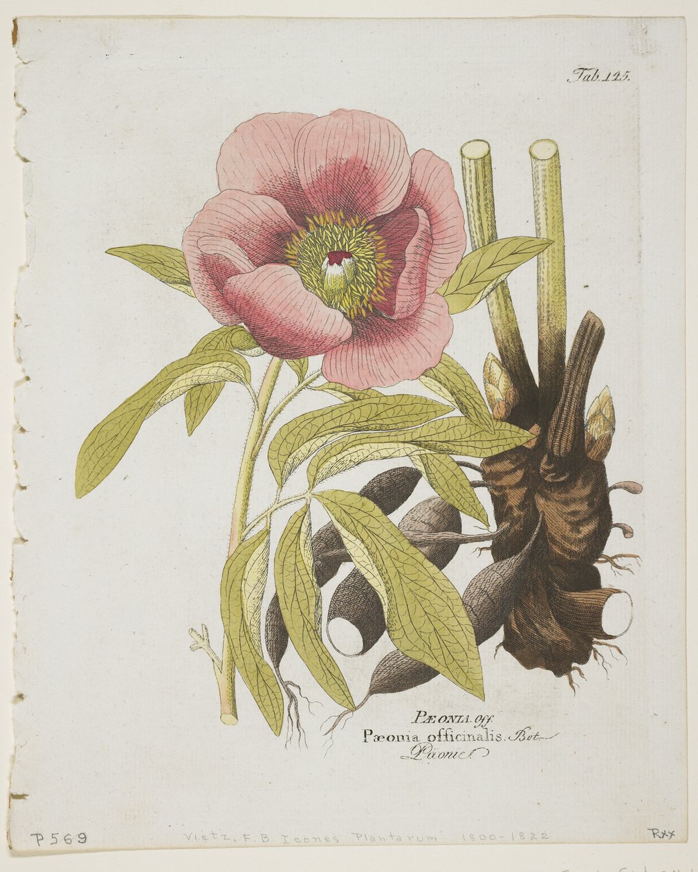 Paeonie, from Icones Plantarum Medico-Oeconomico-Technologicarum cum Earum Fructus ususque Descriptione, 1804 by Ferdinand Bernhard Vietz