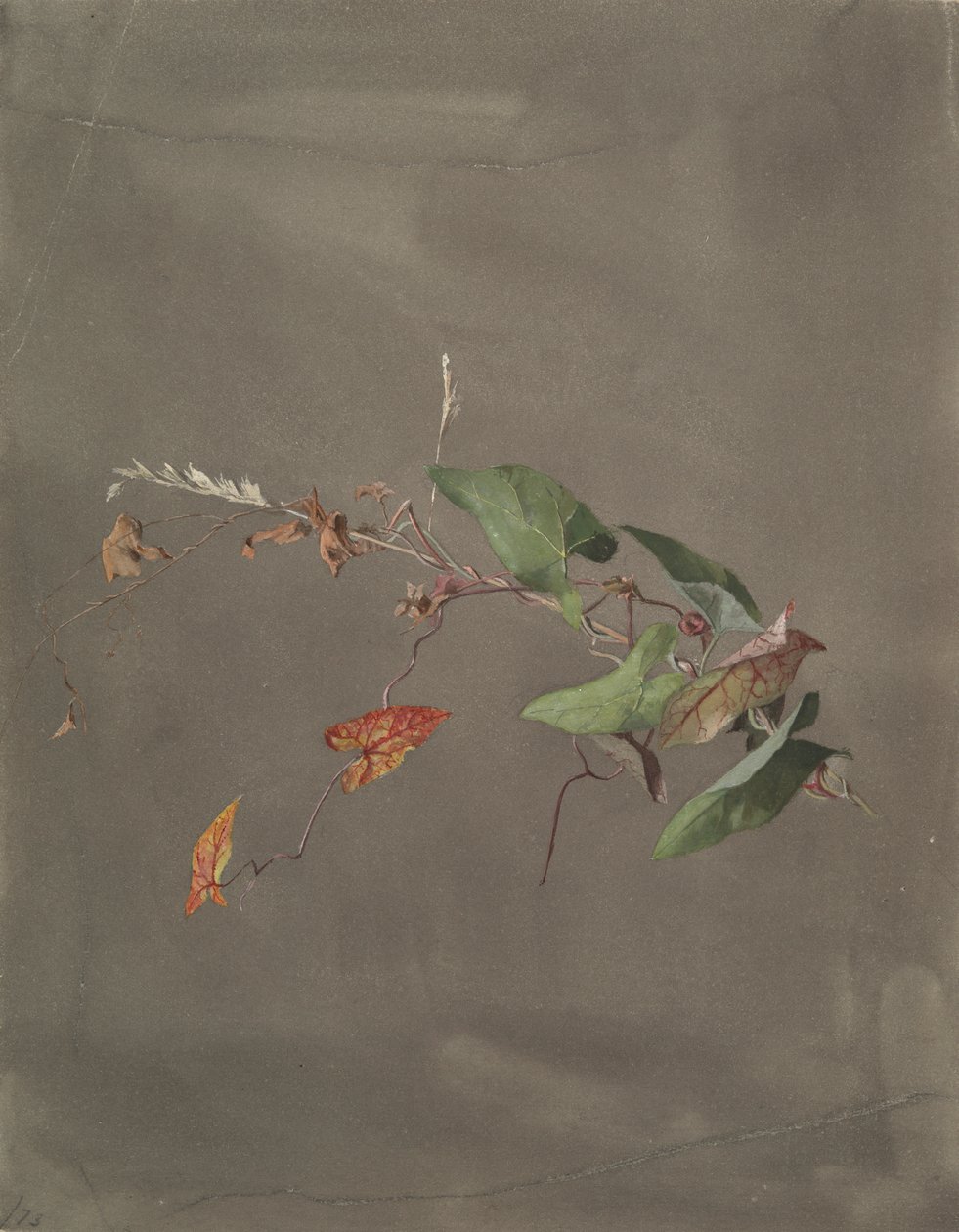 Bindweed by Fidelia Bridges