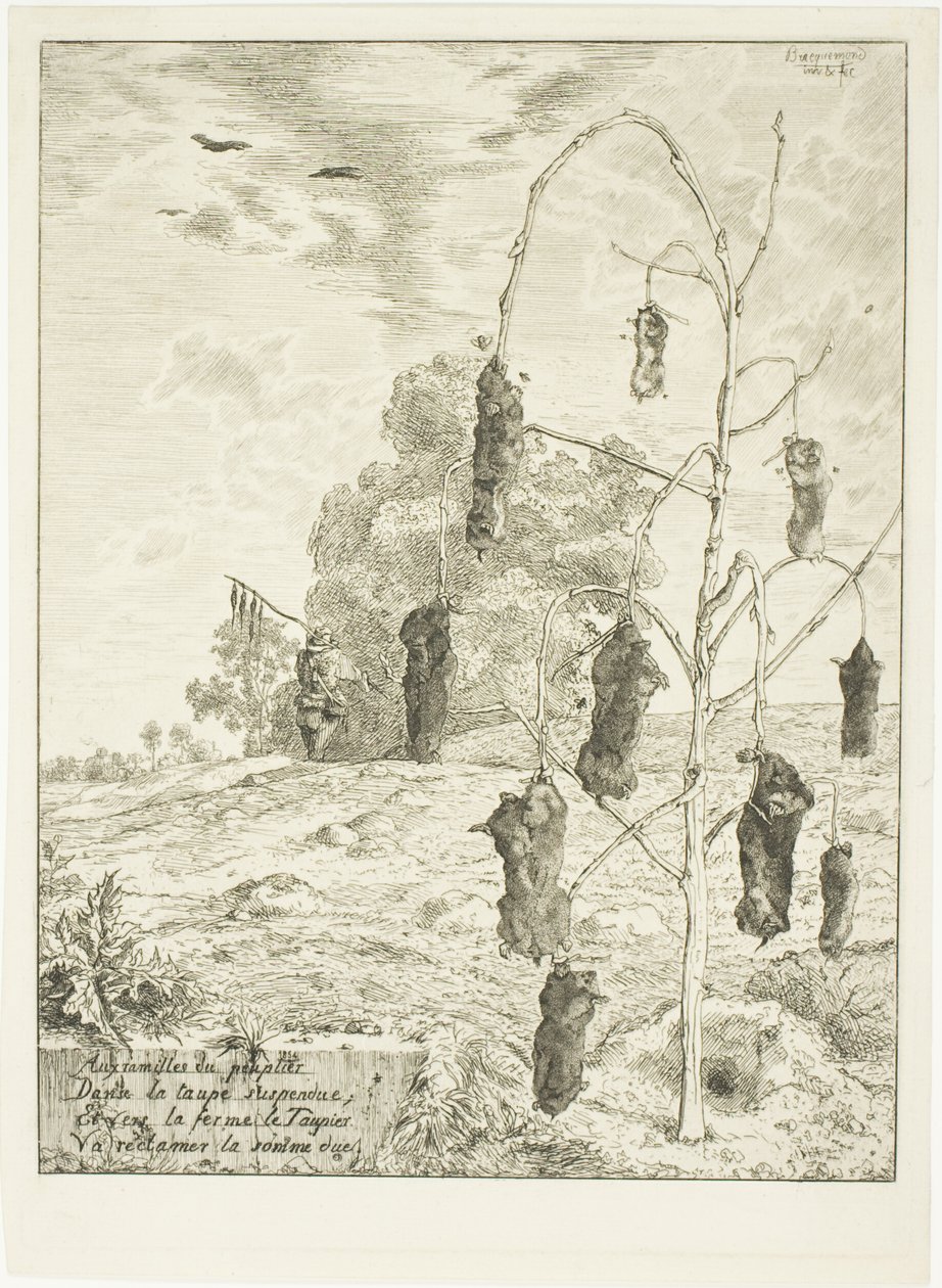 Moles by Félix Henri Bracquemond