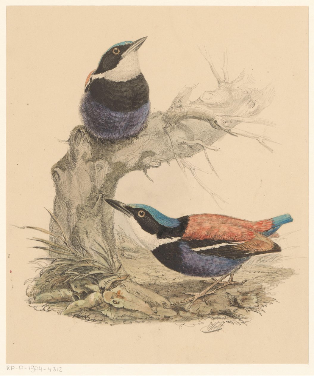 Two Birds by Florentius Abraham Verster van Wulverhorst