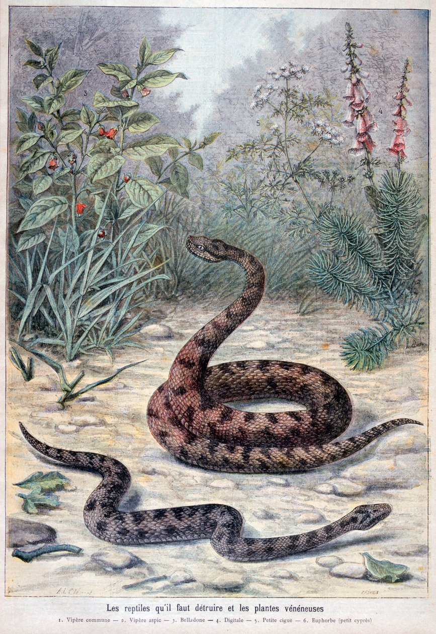 Snakes and Poisonous Plants, 1897 by Fortuné Méaulle
