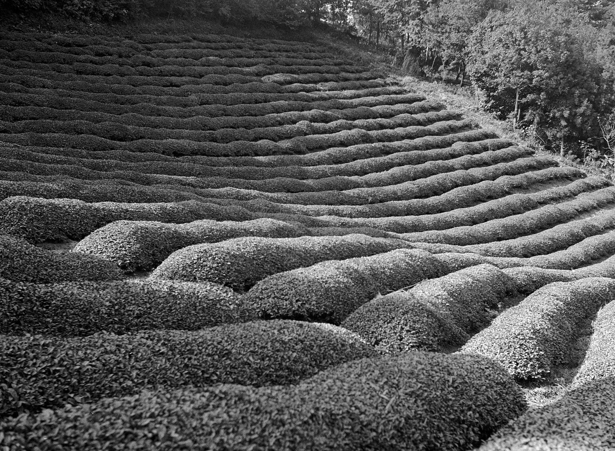 Area Surrounding Shizuoka, Gardens of Tea by Fosco Maraini