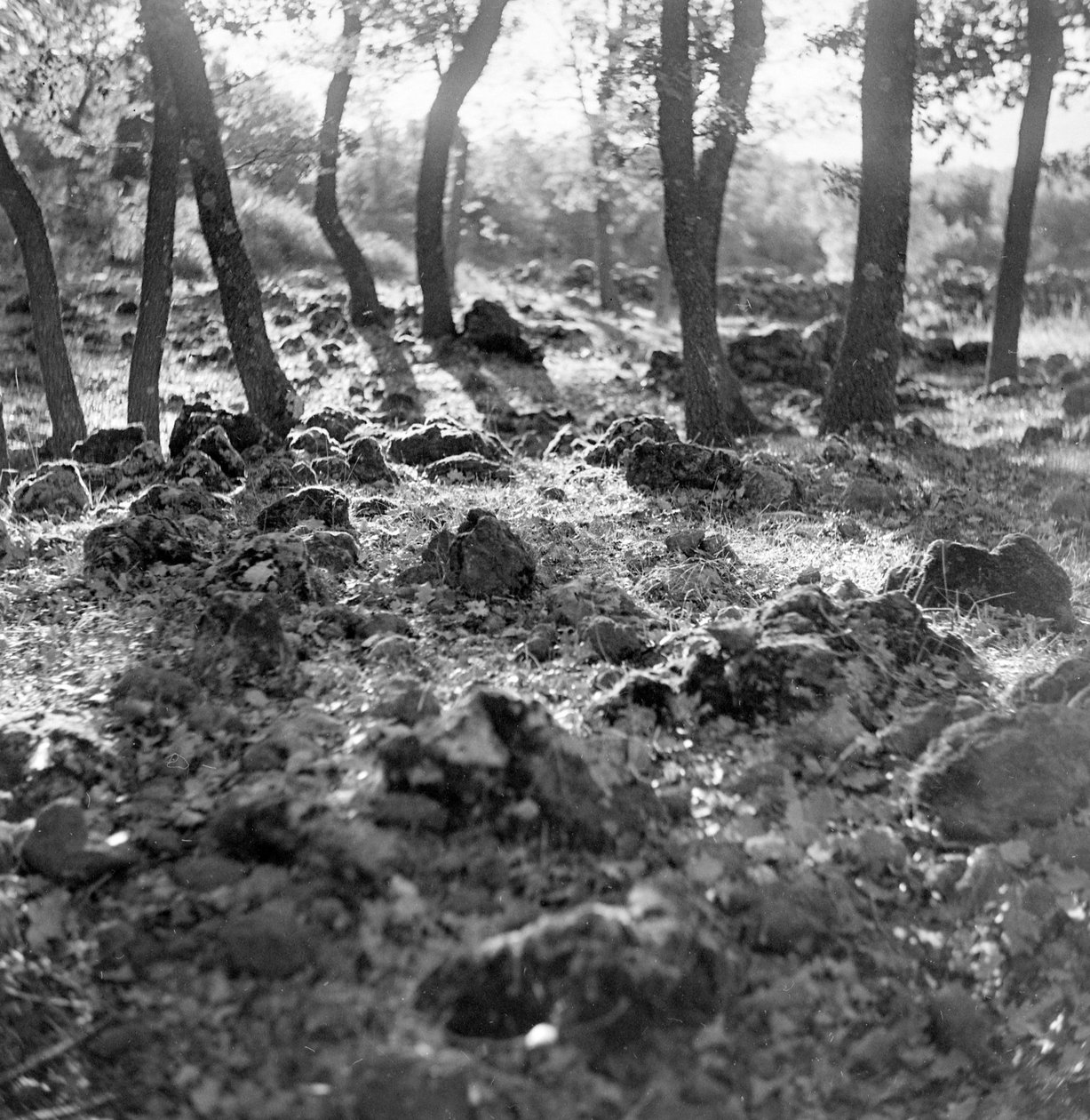 Forest on Mount Etna by Fosco Maraini