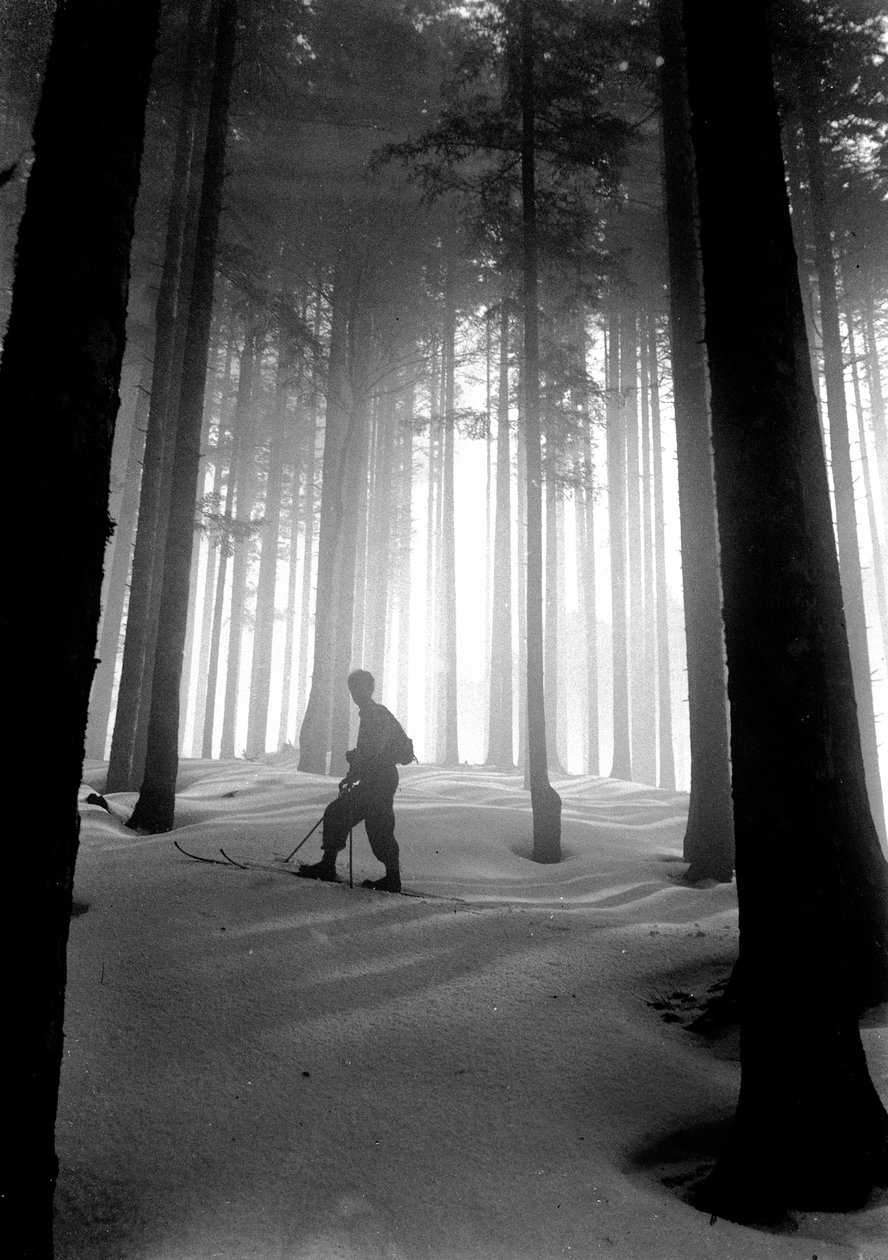 Vallombrosa: Cathedral of the Fir Trees by Fosco Maraini