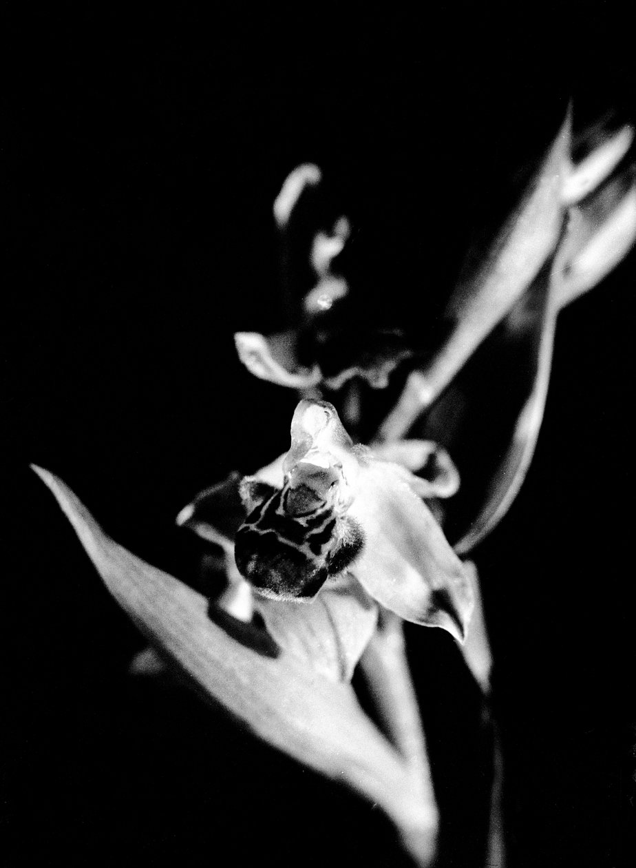 Wild orchid by Fosco Maraini