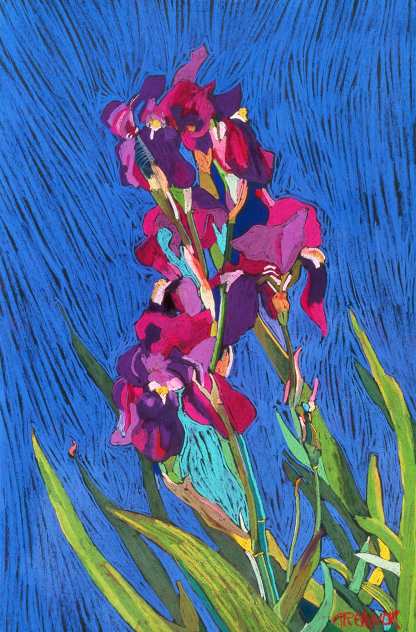 Irises by Frances Treanor