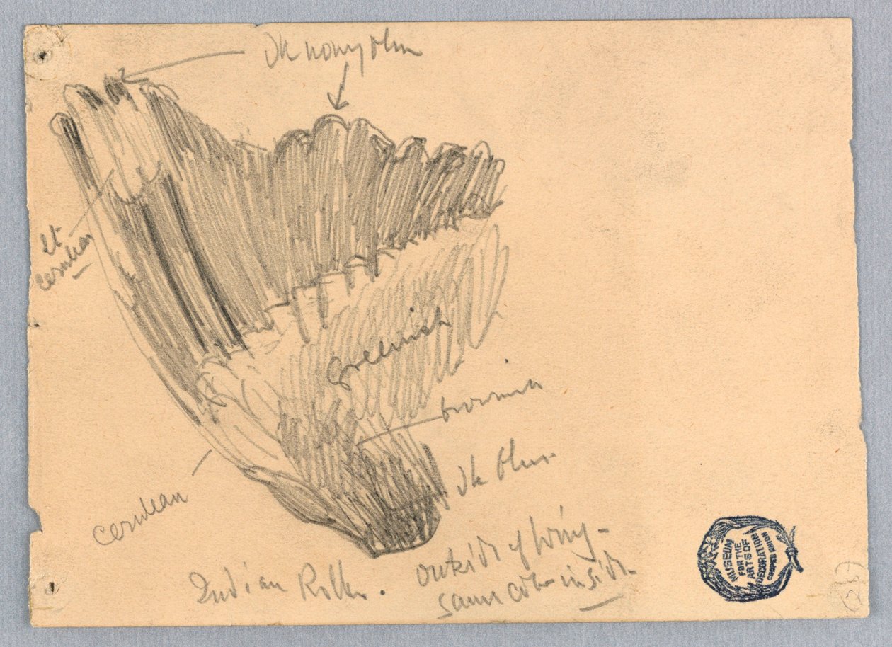 Sketch of a Wing by Francis Augustus Lathrop