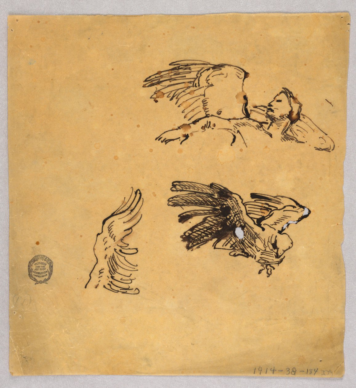 Studies of Wings by Francis Augustus Lathrop