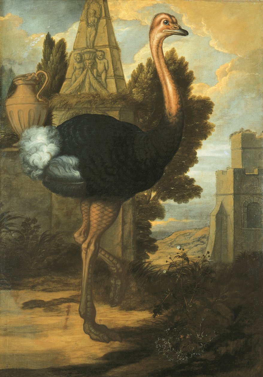 An Ostrich by Francis Barlow