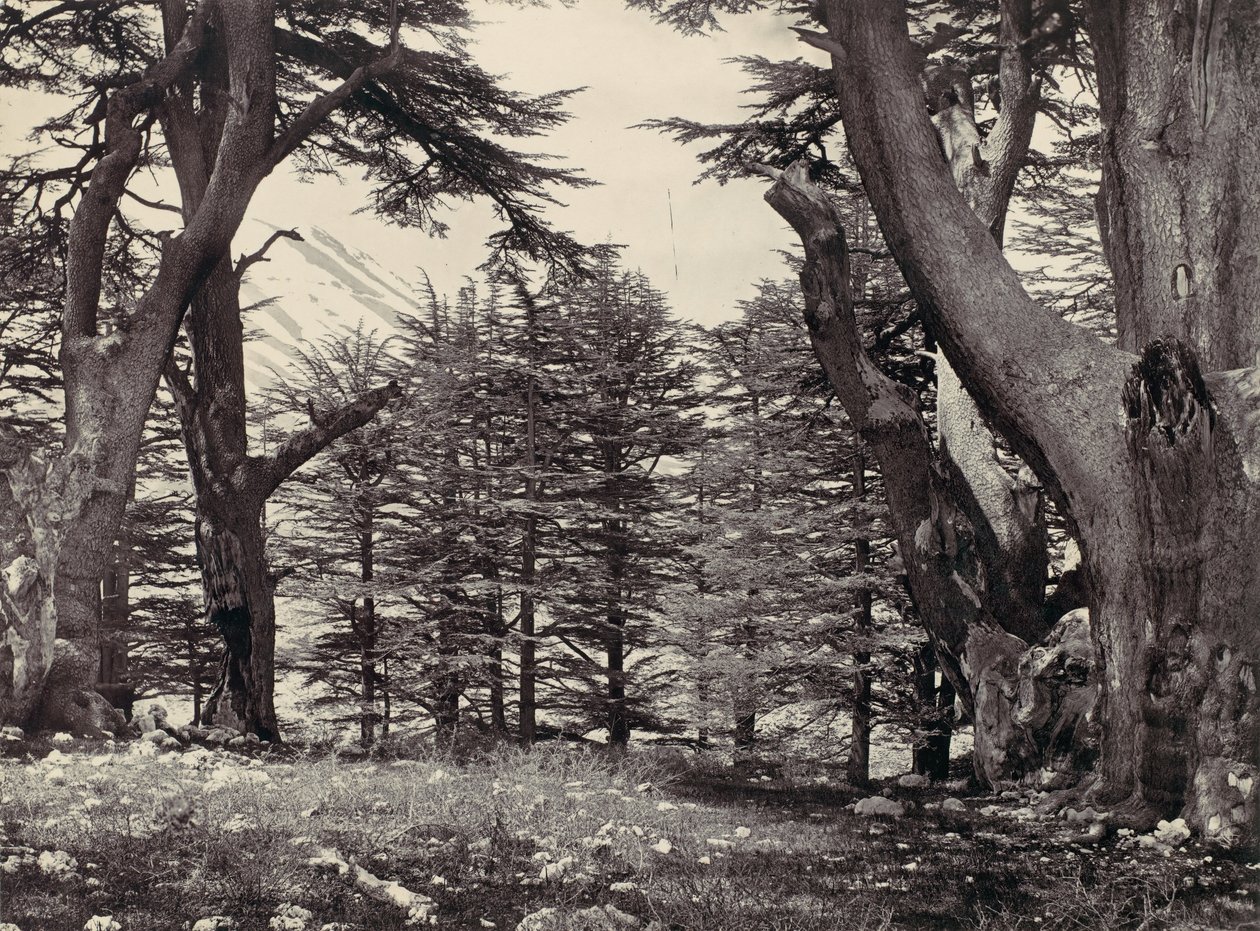 Cedars of Lebanon, ca. 1857 by Francis Frith
