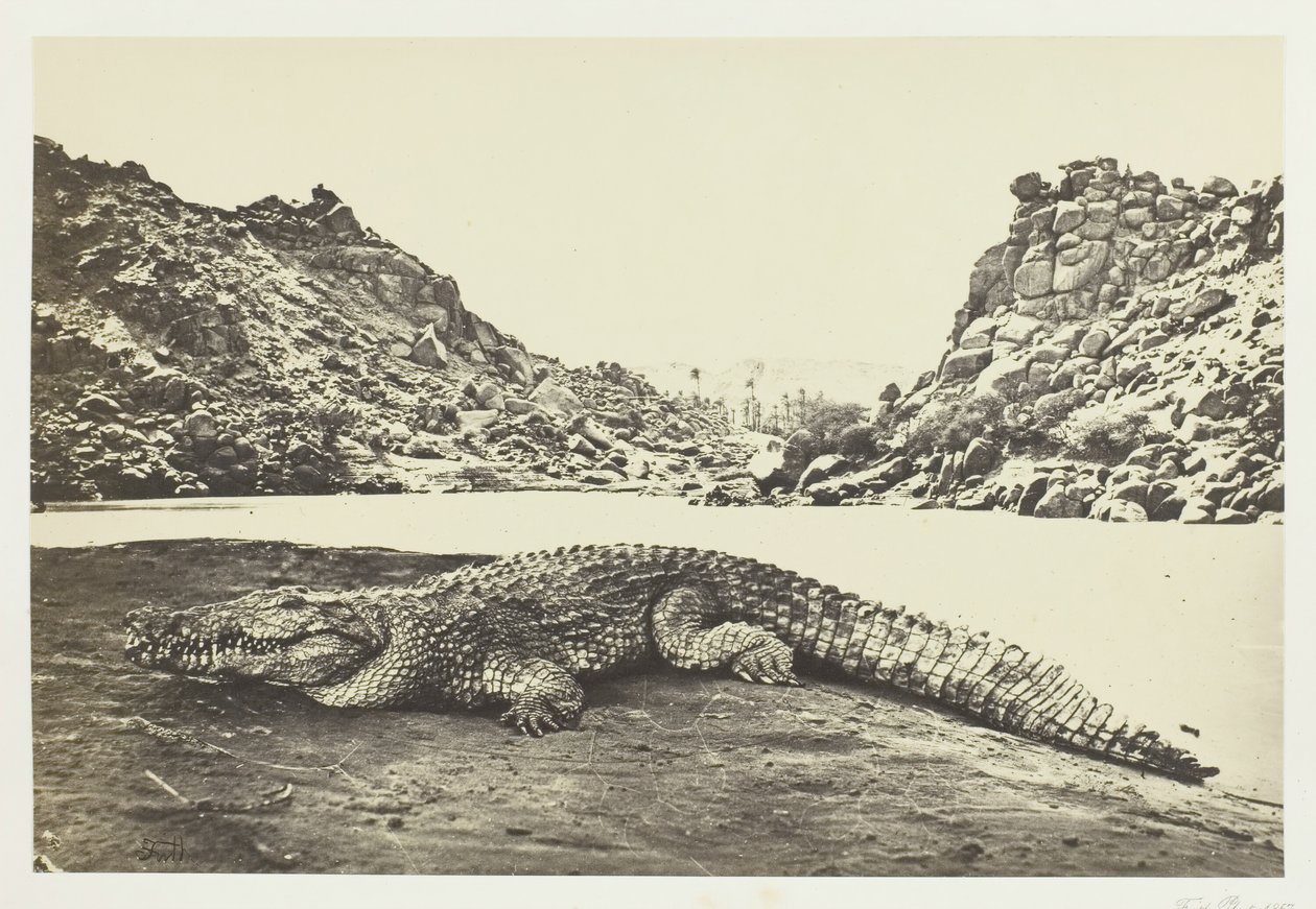 Crocodile on a Sand-Bank, 1857 by Francis Frith