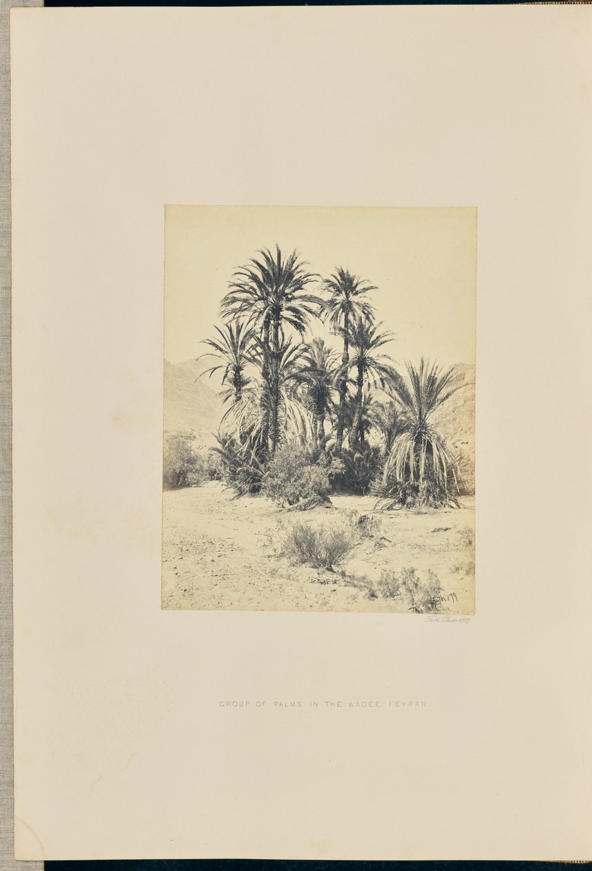 Group of Palms in the Wadi Feiran by Francis Frith