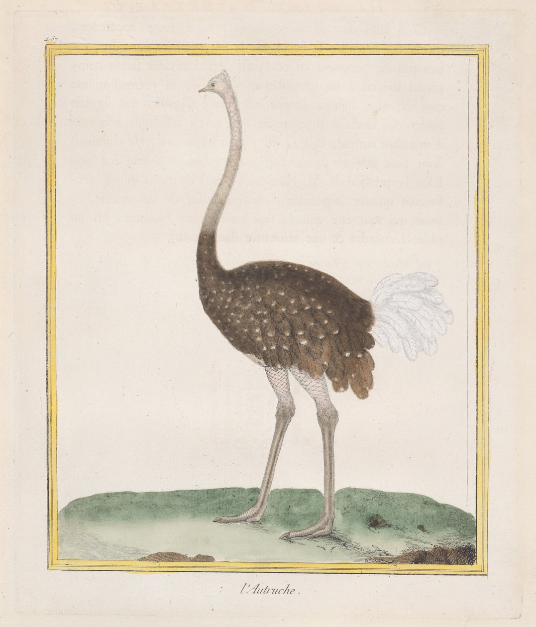 Ostrich by Francois Nicolas Martinet