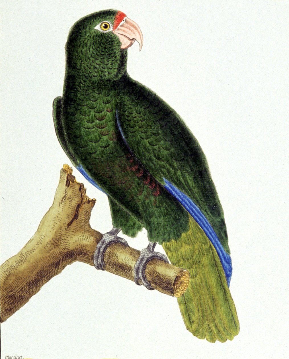Santo Domingo parrot by Francois Nicolas Martinet