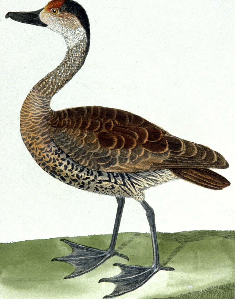 The Piping Duck by Francois Nicolas Martinet