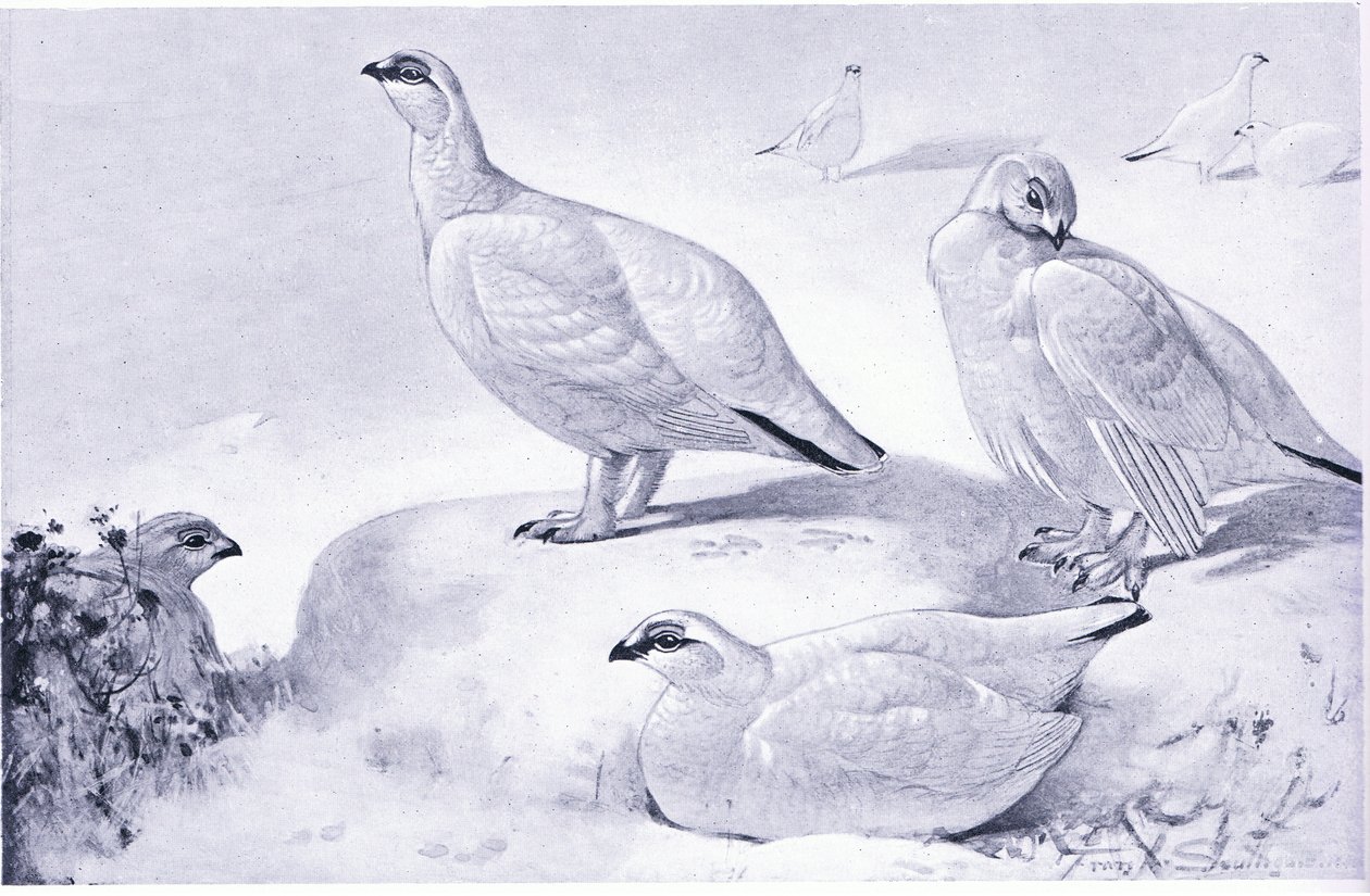 A Study of Ptarmigan by Frank Southgate