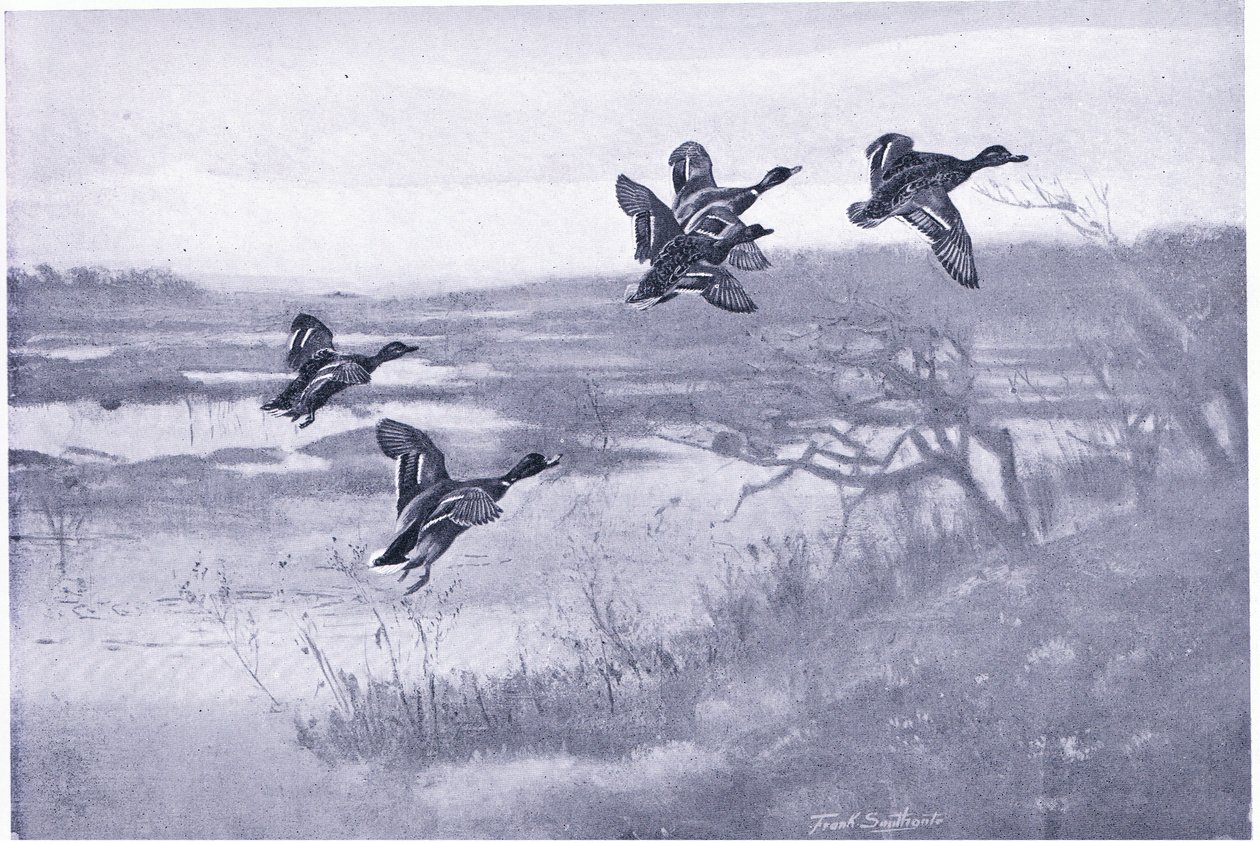 A team of Mallards by Frank Southgate