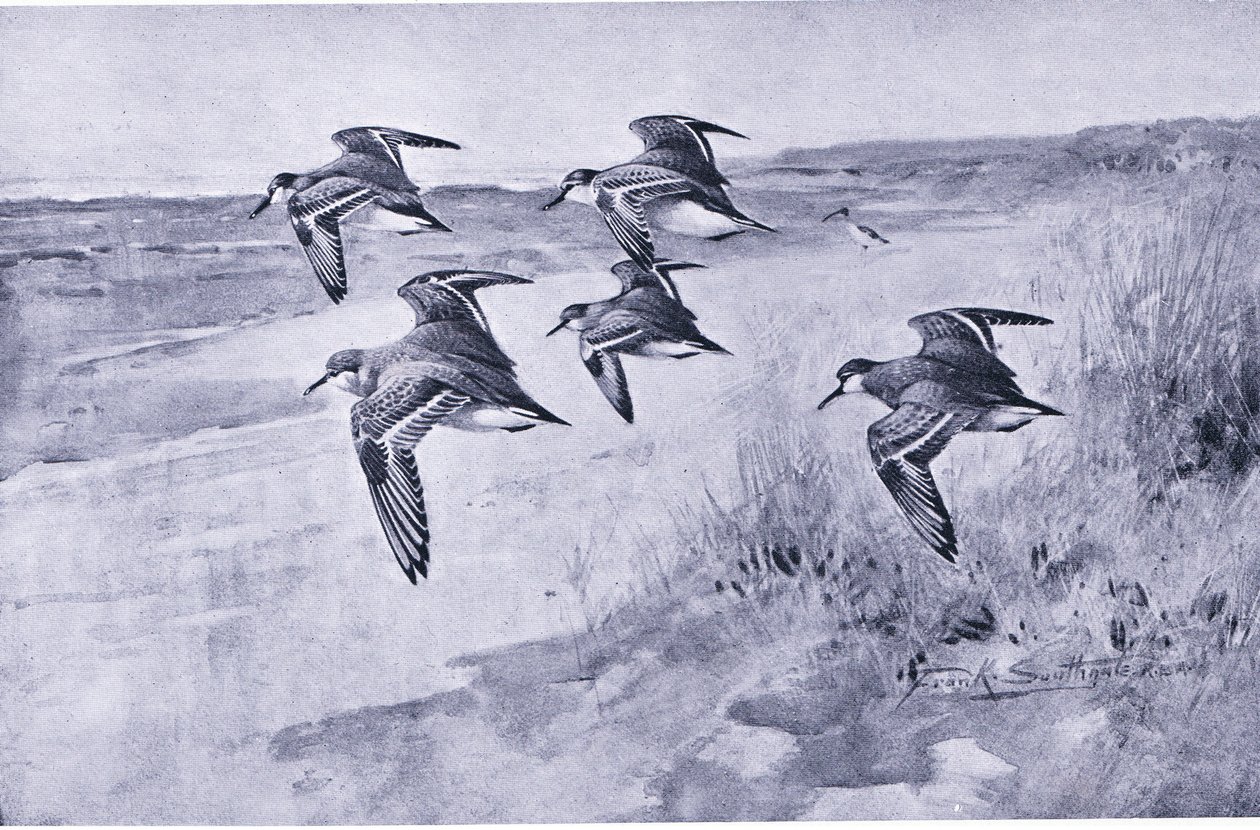A Trip of Dunlin by Frank Southgate