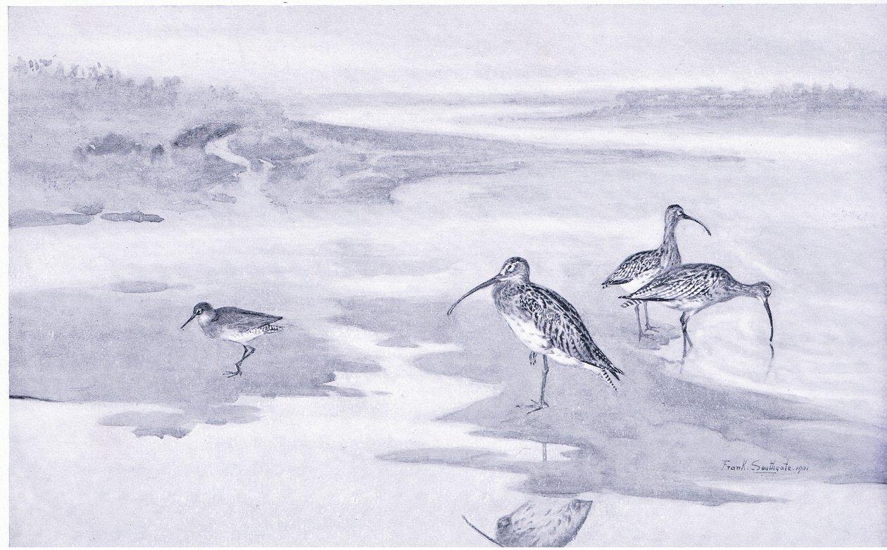 Curlew Feeding by Frank Southgate