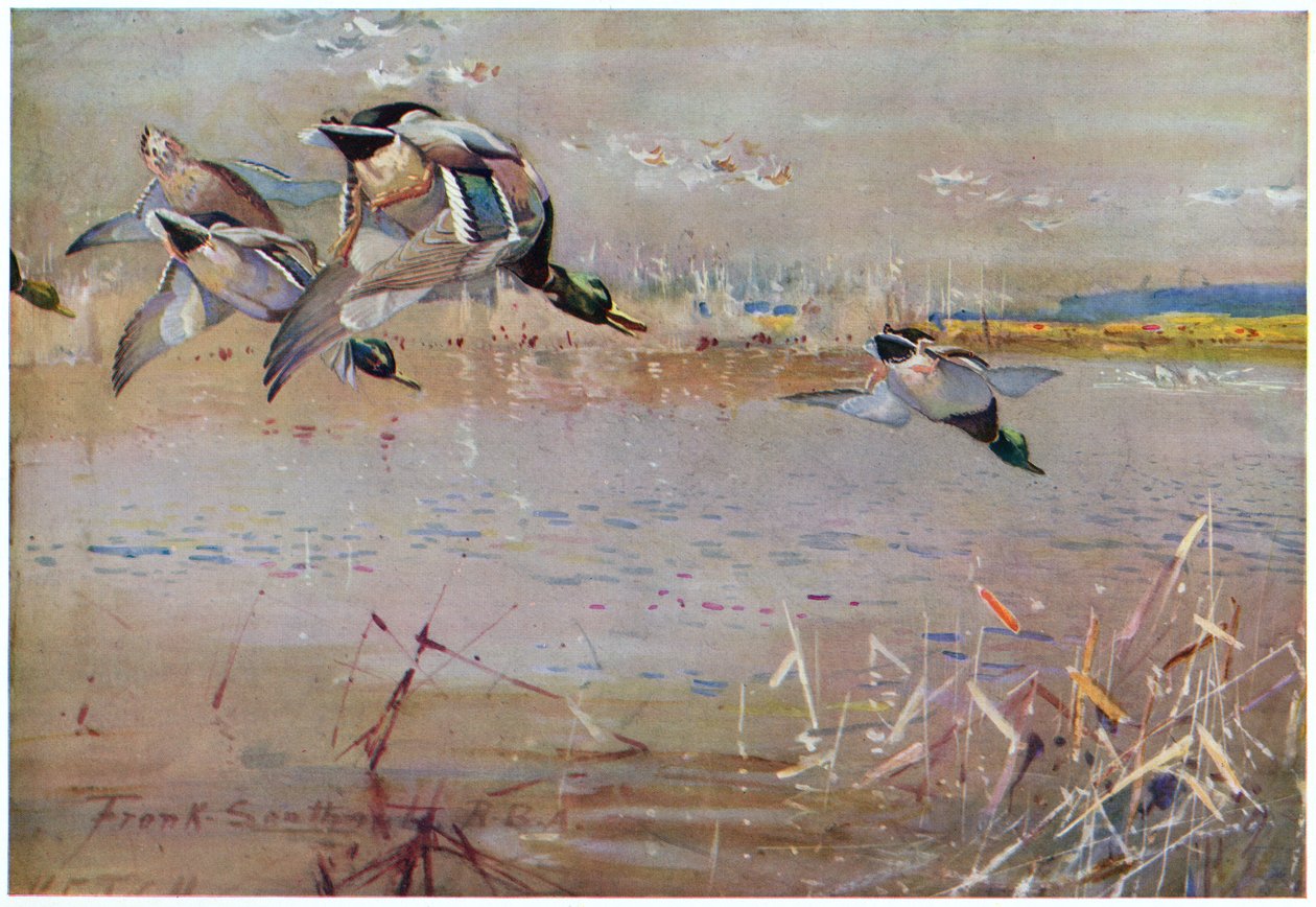 Mallards chased by a hawk, illustration from 