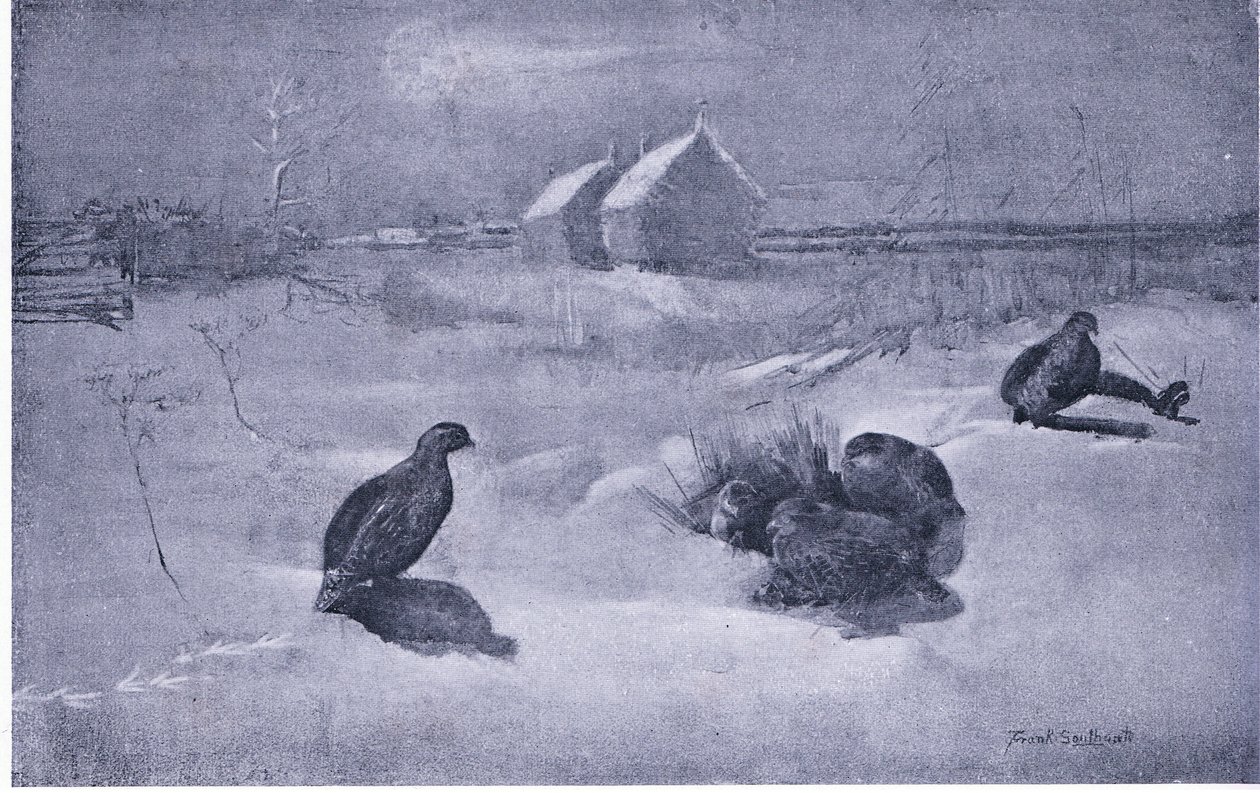 Partridges in the snow by Frank Southgate