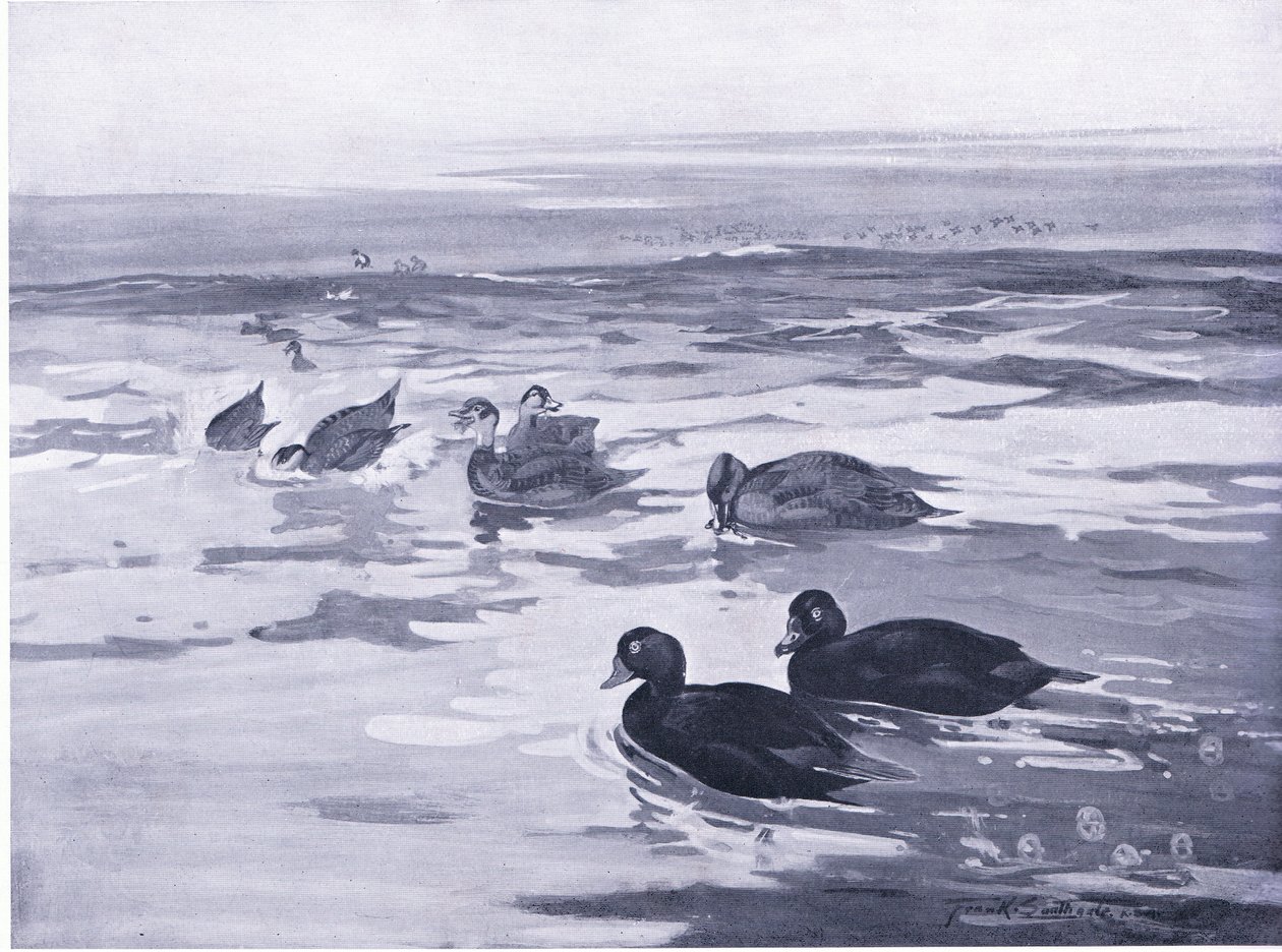 Scoters in the dawn by Frank Southgate