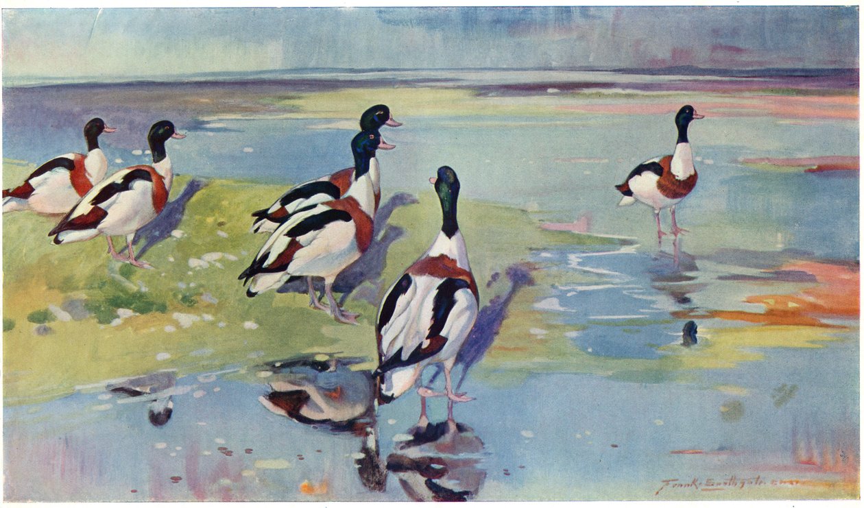 Shelducks on the Flats, illustration from 