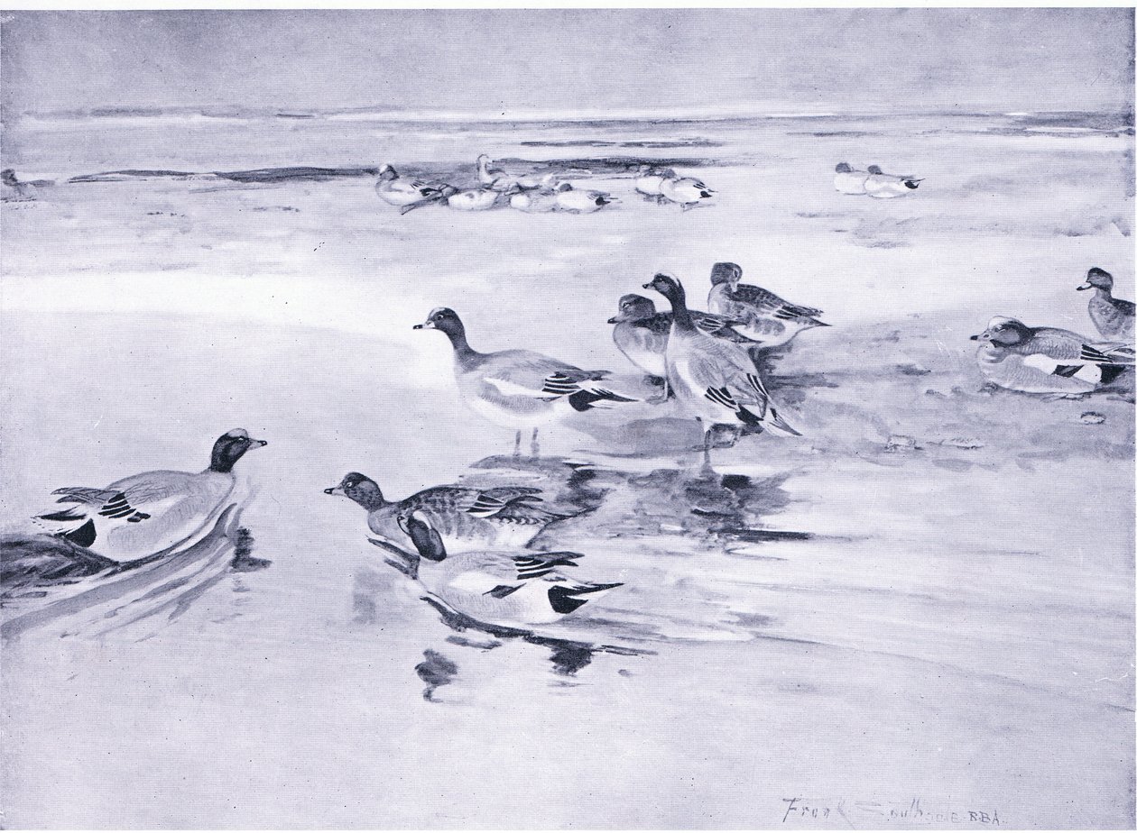 Wigeon on the sands by Frank Southgate