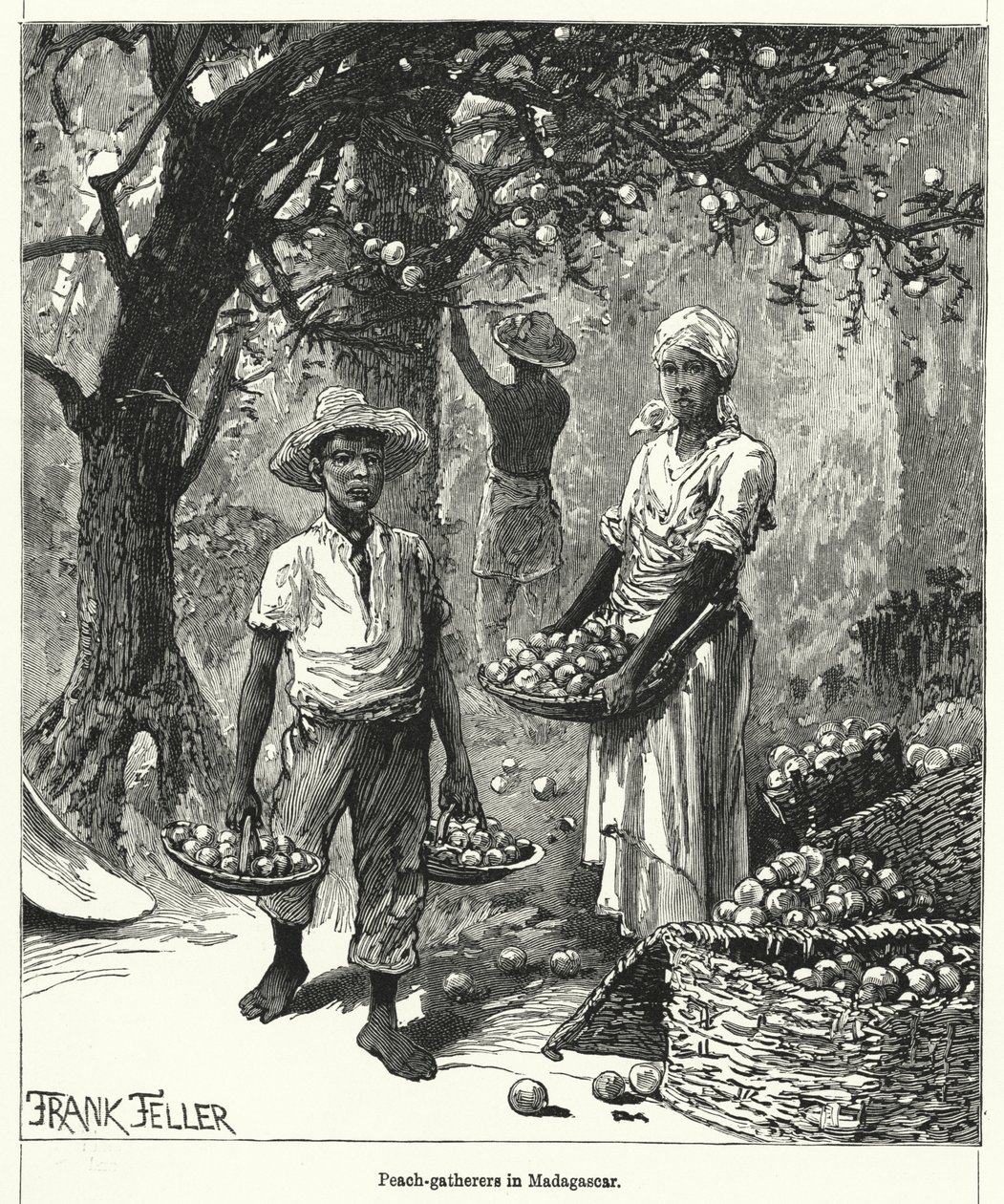 Peach-gatherers in Madagascar by Frank (after) Feller