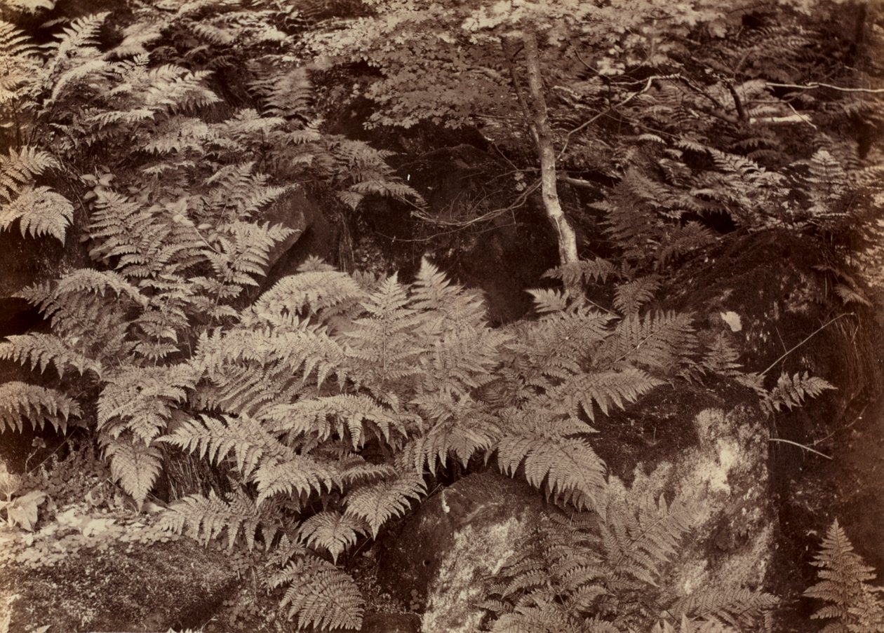 Untitled Fern Study by Frank Meadow Sutcliffe