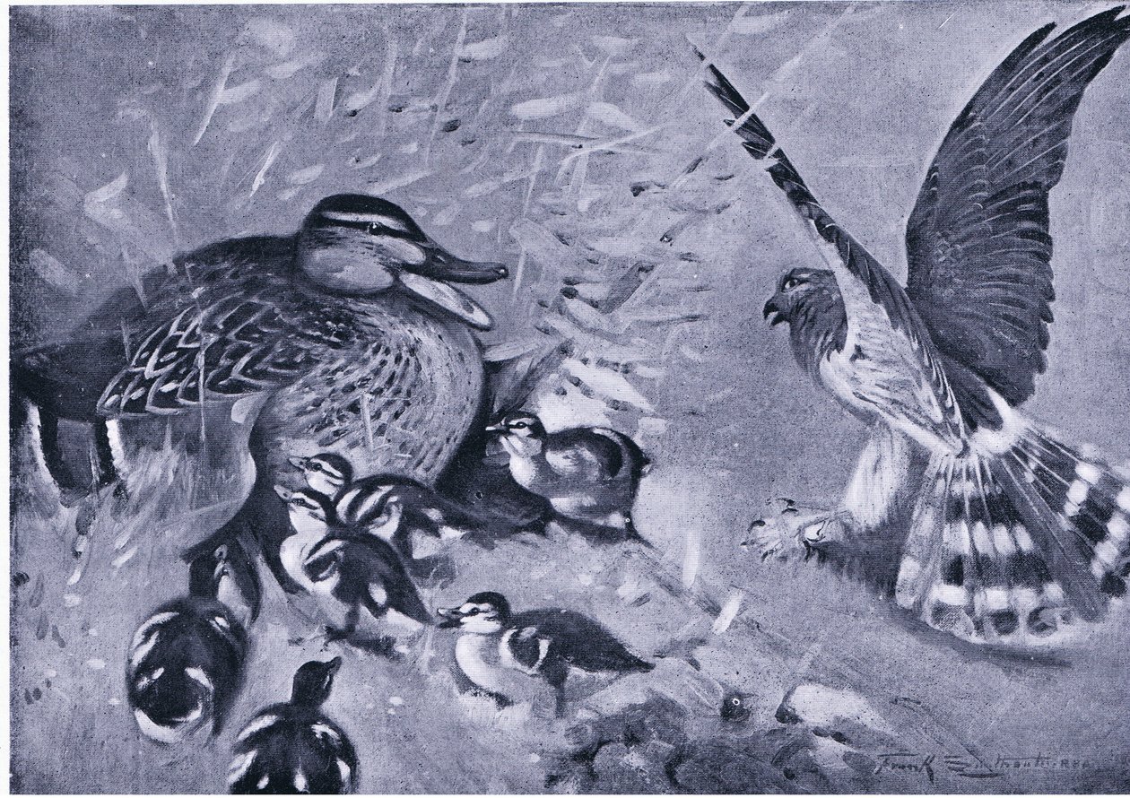 A near thing, Harrier and duck by Frank Southgate