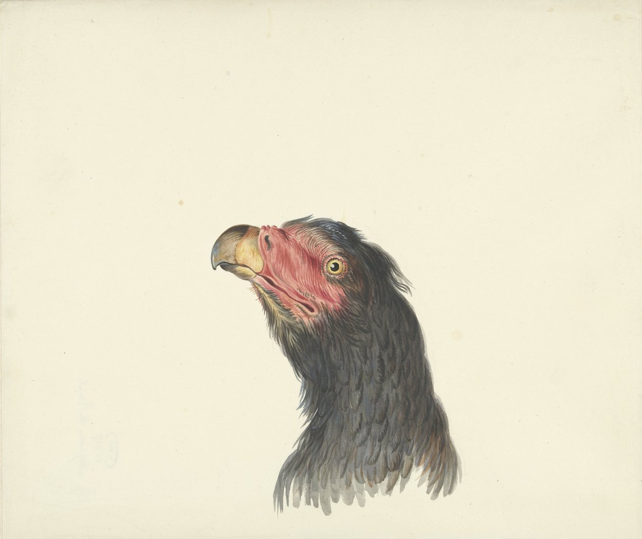 Head of a Vulture by François Levaillant (circle of)