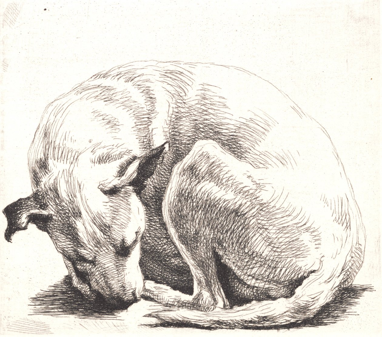 Test Plate: A Dog by Frans Schwartz