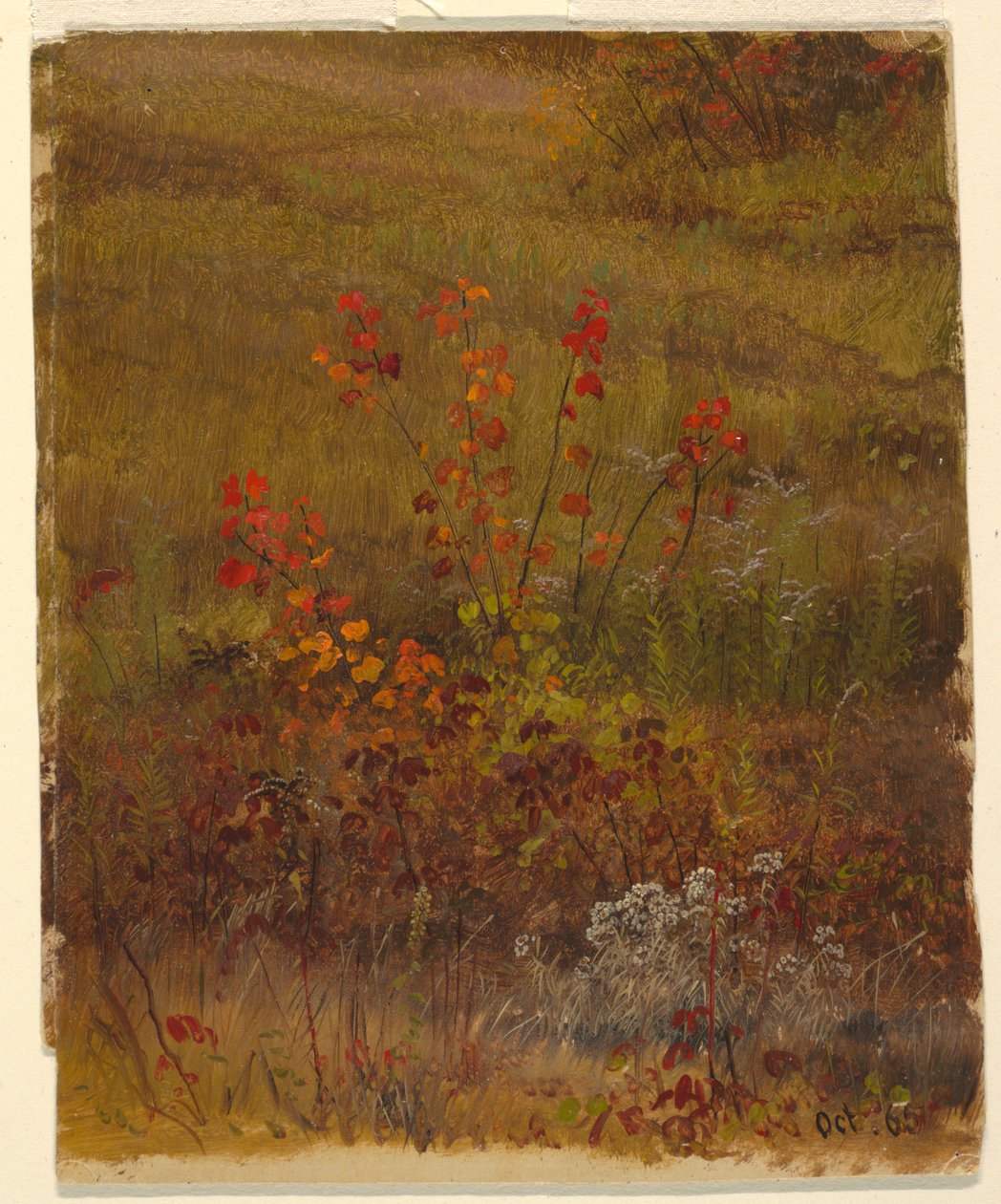 Botanical Studies by Frederic Edwin Church