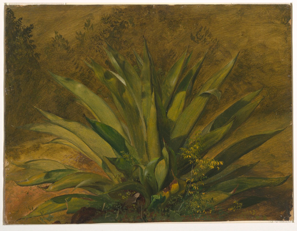 Century Plant by Frederic Edwin Church