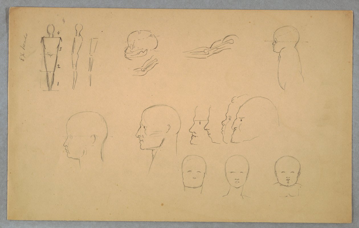 Anatomical Studies, 1865–70 by Frederic Edwin Church