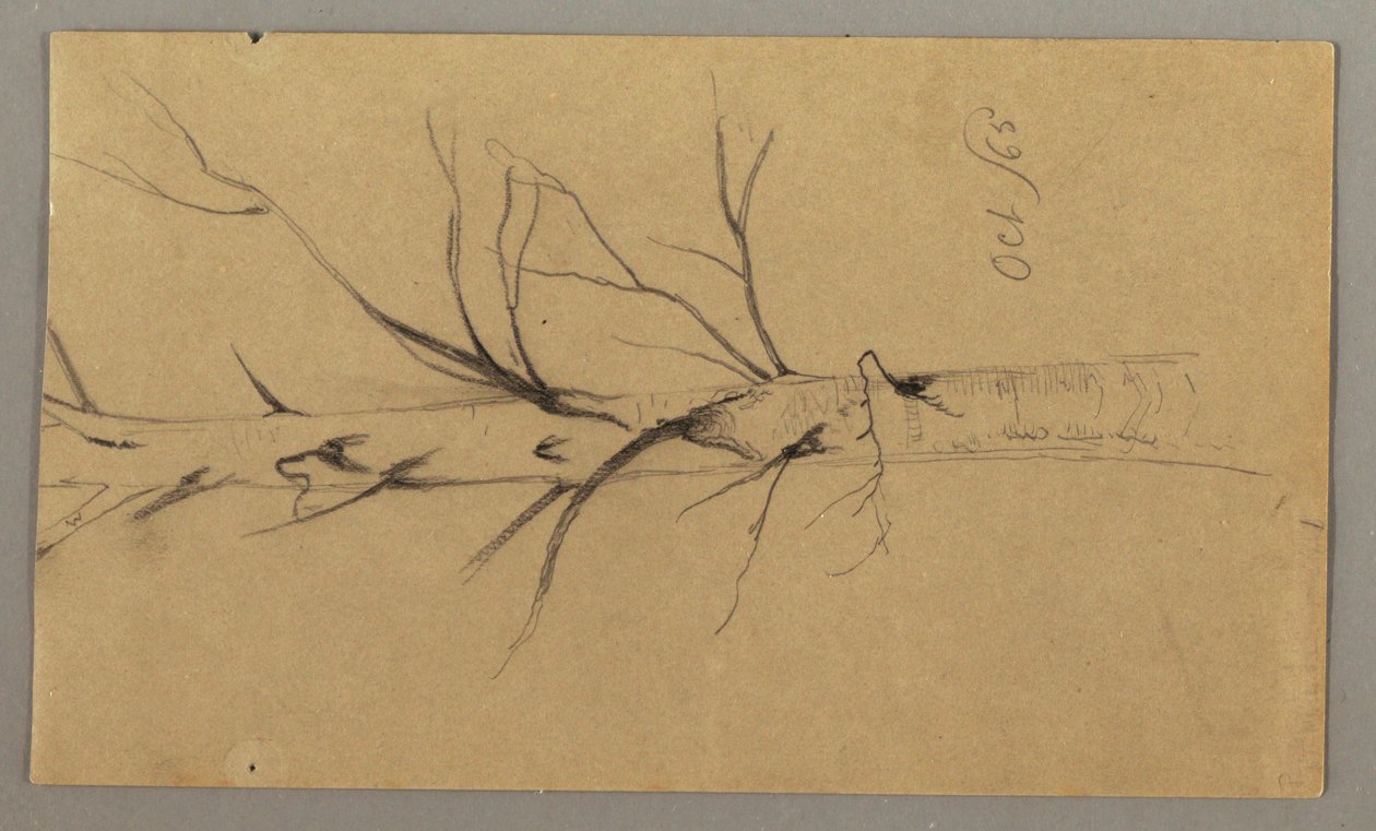 Drawing, Dead Tree, October 1865 by Frederic Edwin Church