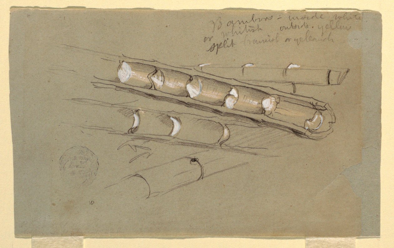 Study of Bamboo, June 1857 by Frederic Edwin Church