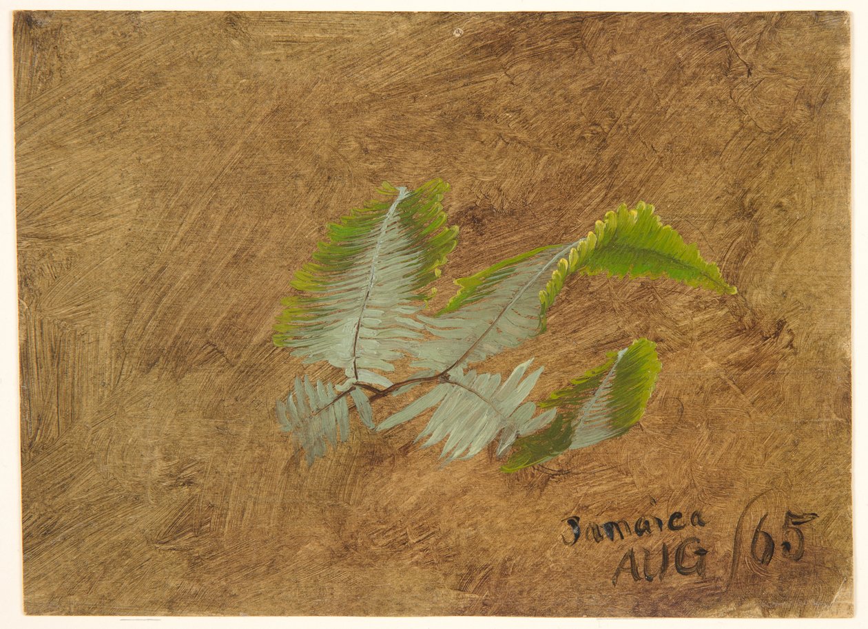 Study of Fern, Jamaica by Frederic Edwin Church