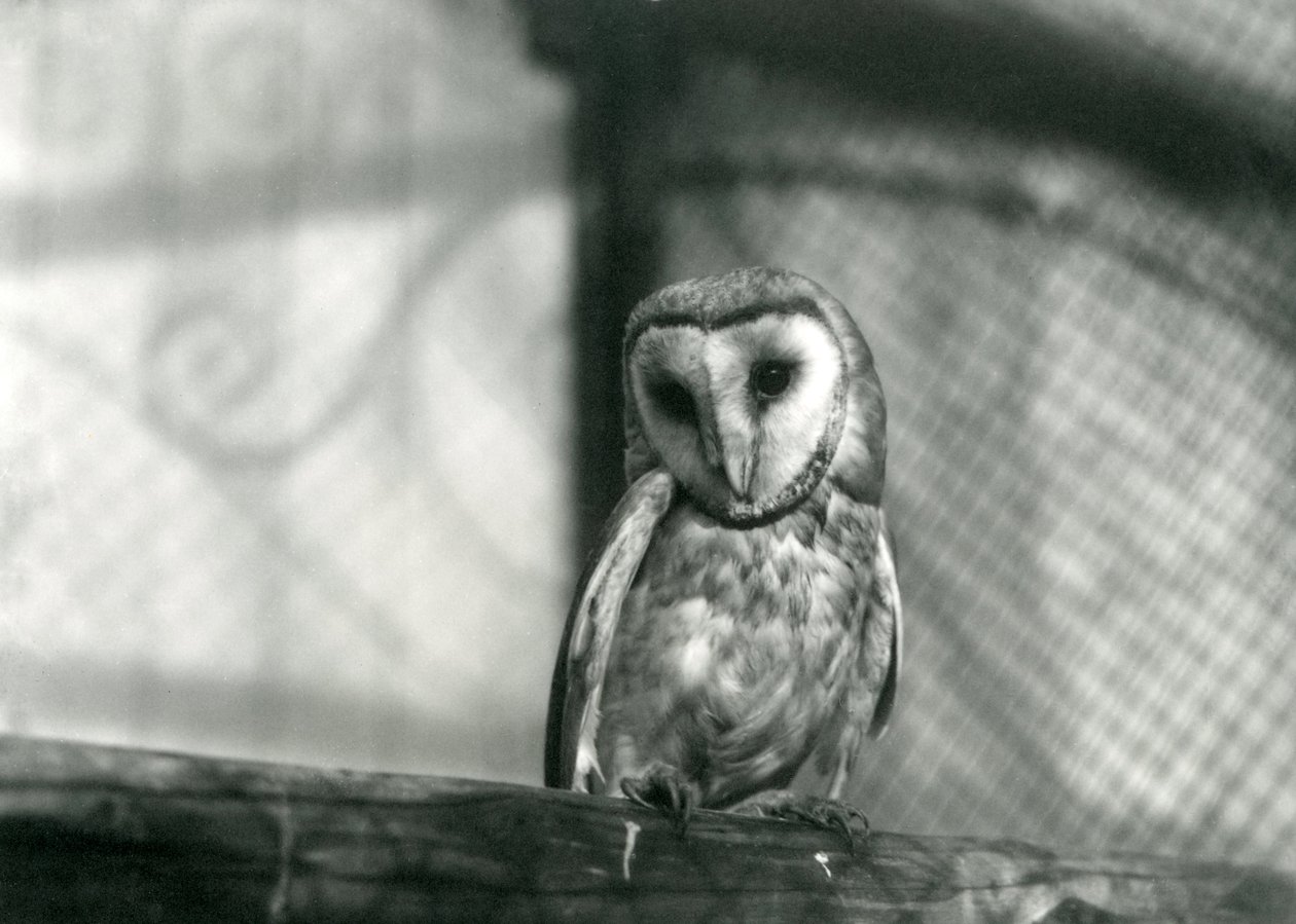 A Barn Owl at London Zoo by Frederick William Bond