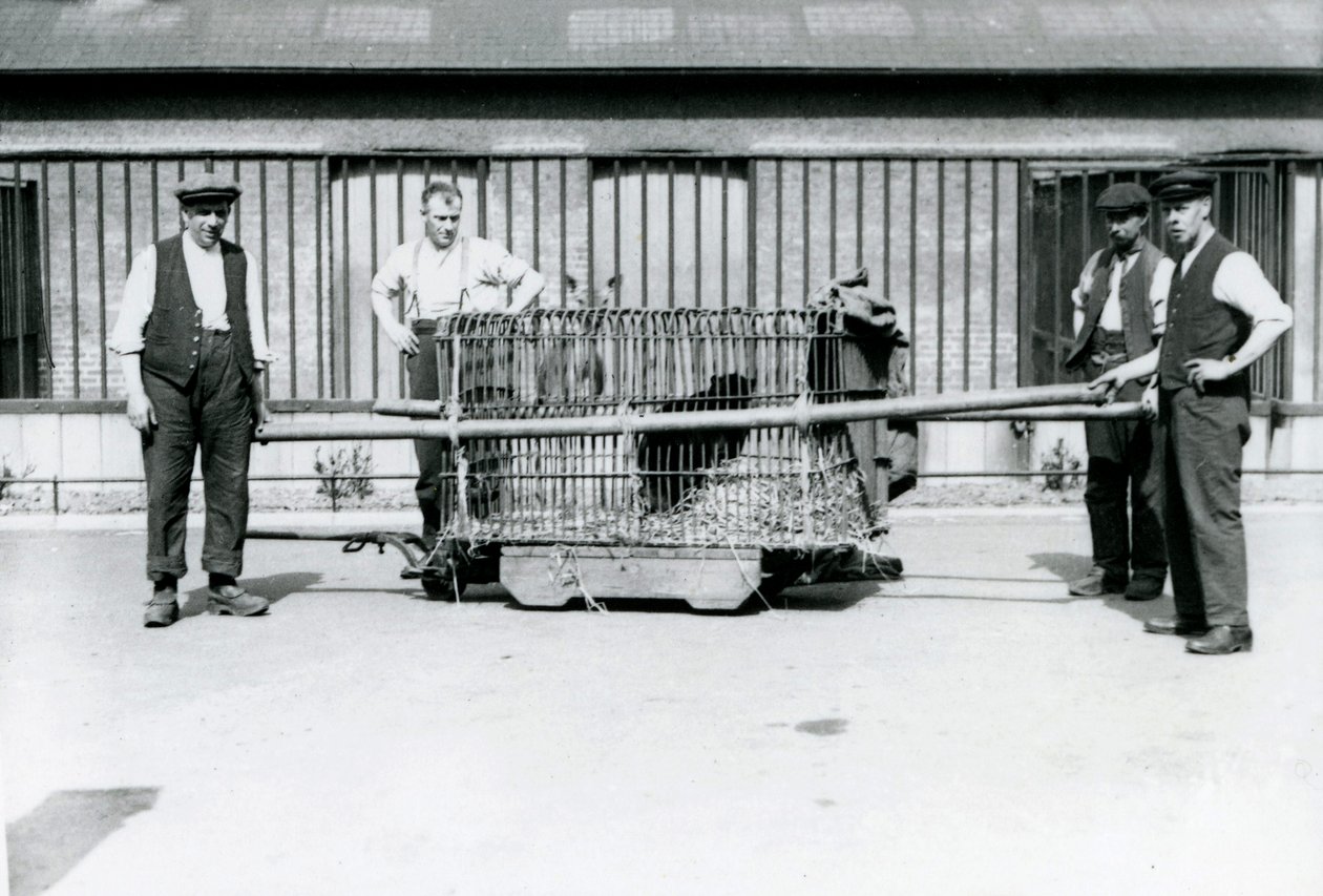 A Black Leopard Being Transported in a Cage by Keepers at London Zoo by Frederick William Bond