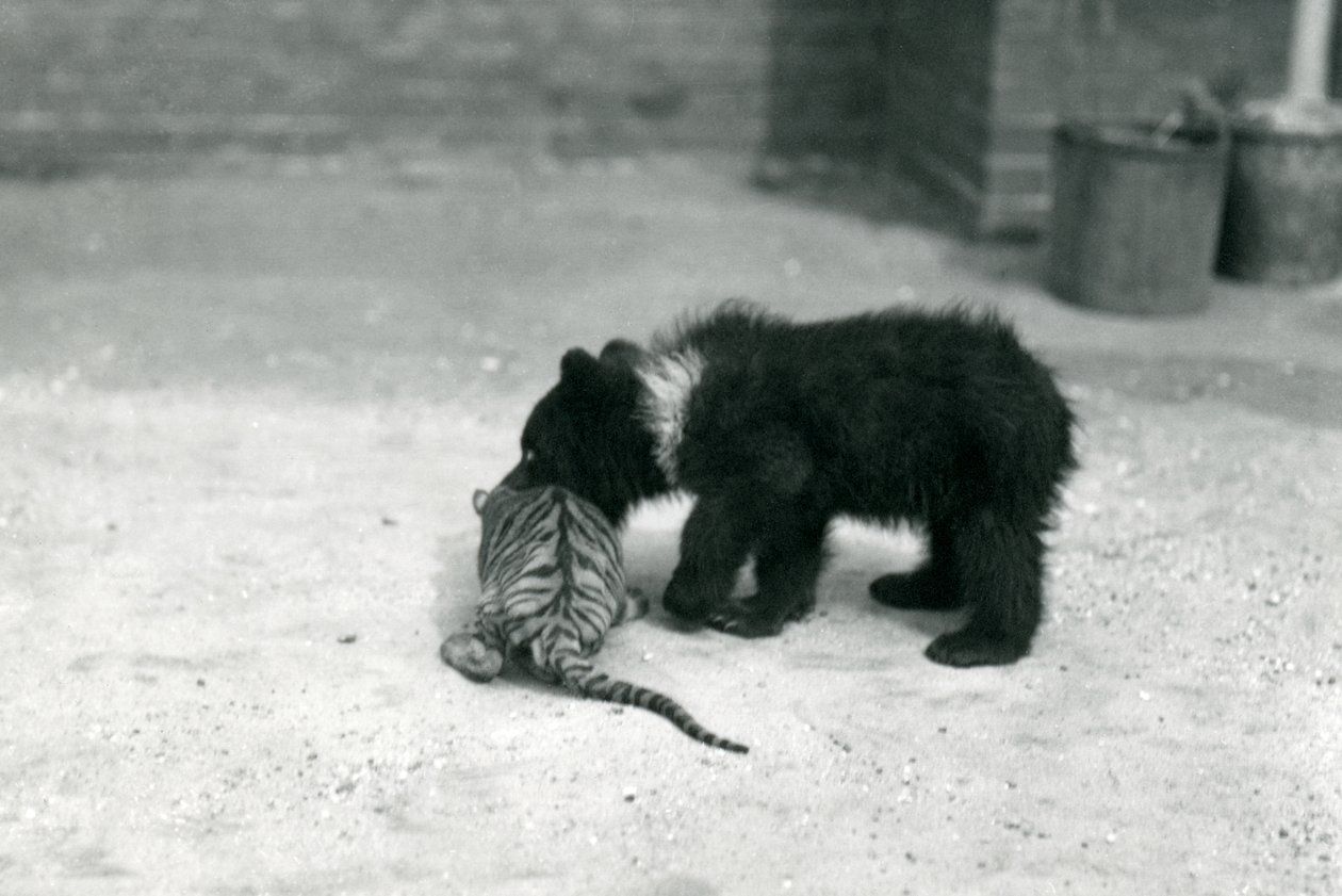 A Brown Bear cub plays with a Tiger cub at London Zoo by Frederick William Bond