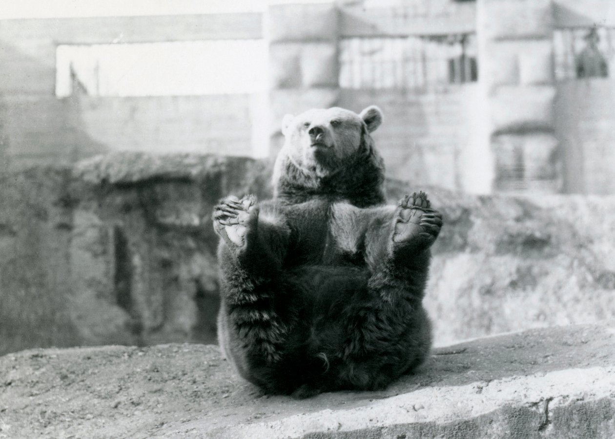 A Brown Bear Sitting Back and Holding its Hind Feet with its Paws, Mappin Terraces, London Zoo by Frederick William Bond