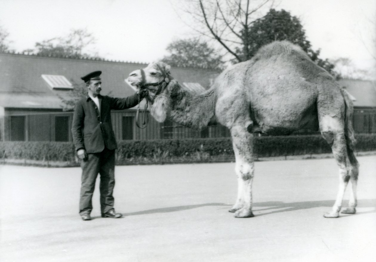 A Dromedary or Arabian Camel with Keeper W. Styles at London Zoo, 1923 by Frederick William Bond