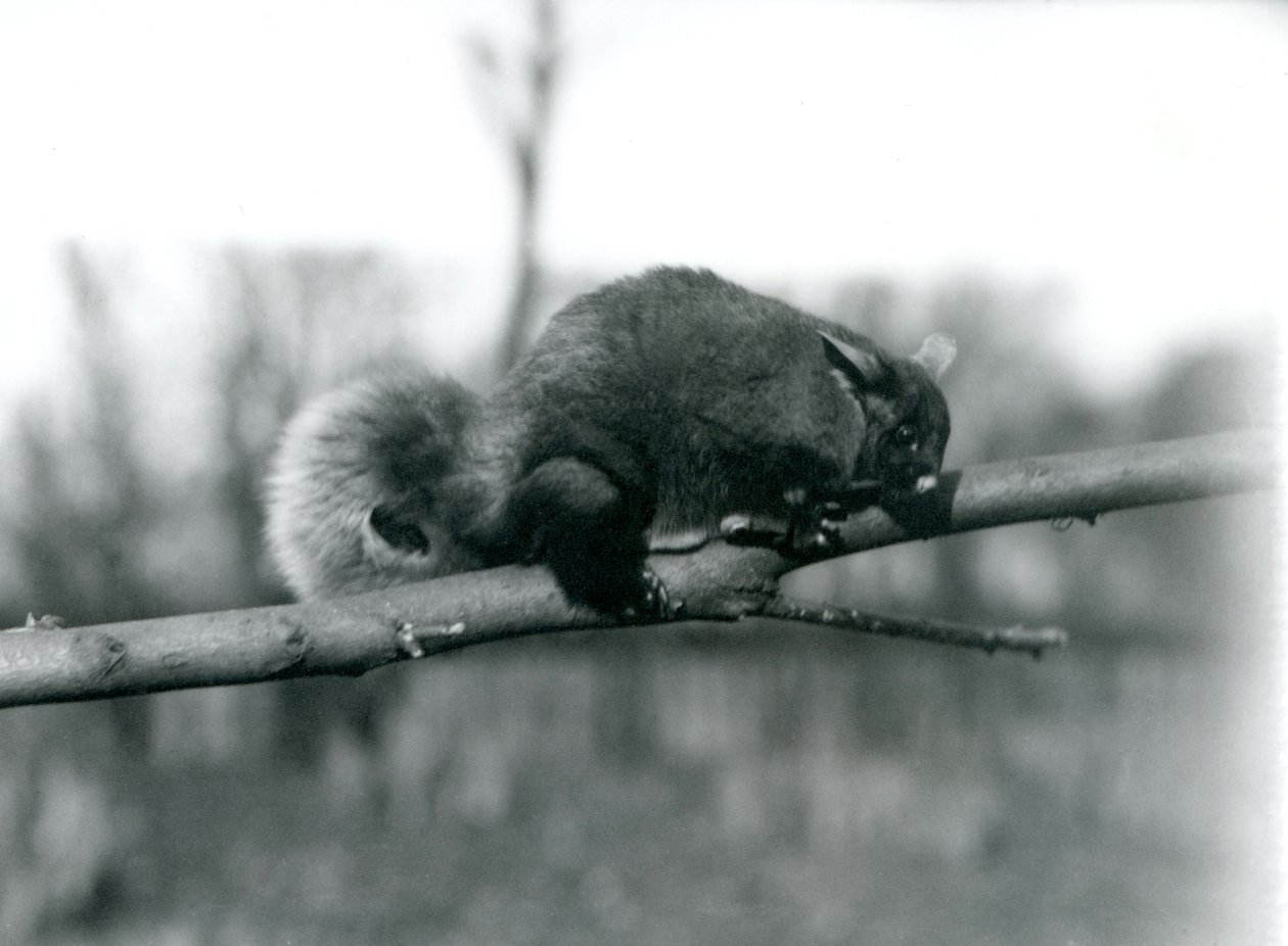 A Flying Phalanger on a branch at London Zoo, February 1922 by Frederick William Bond