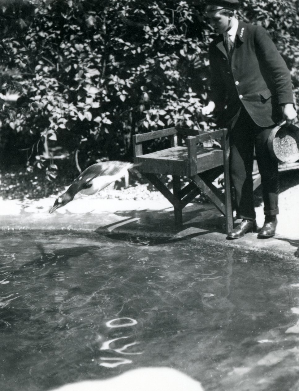 A Gentoo Penguin dives after fish that the keeper has just thrown into its pool, London Zoo, June 1914 by Frederick William Bond