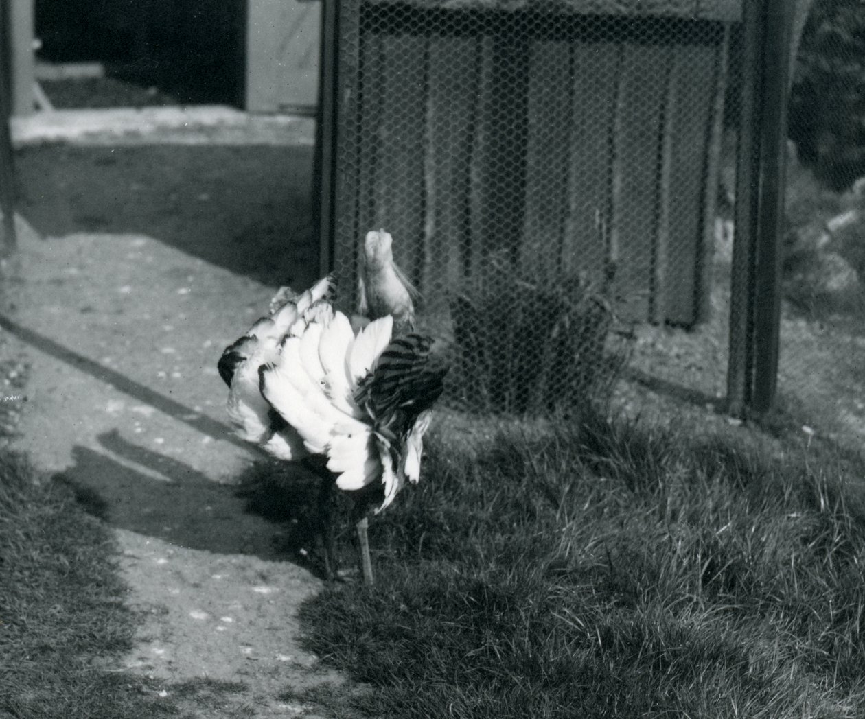 A Great Bustard displaying its feathers at London Zoo, May 1914 by Frederick William Bond