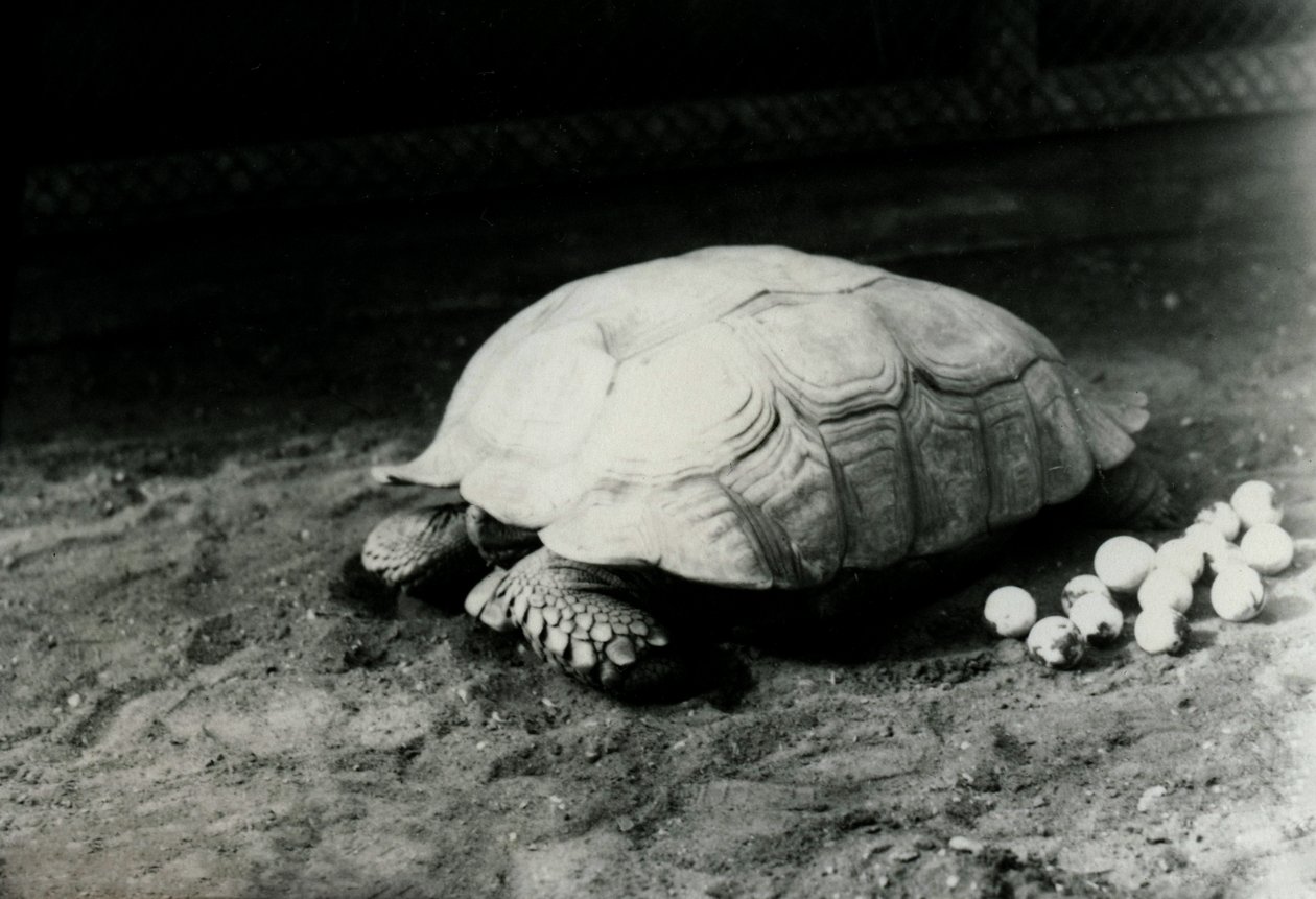 A Grooved or African Spurred Tortoise with her eggs at London Zoo, July 1922 by Frederick William Bond