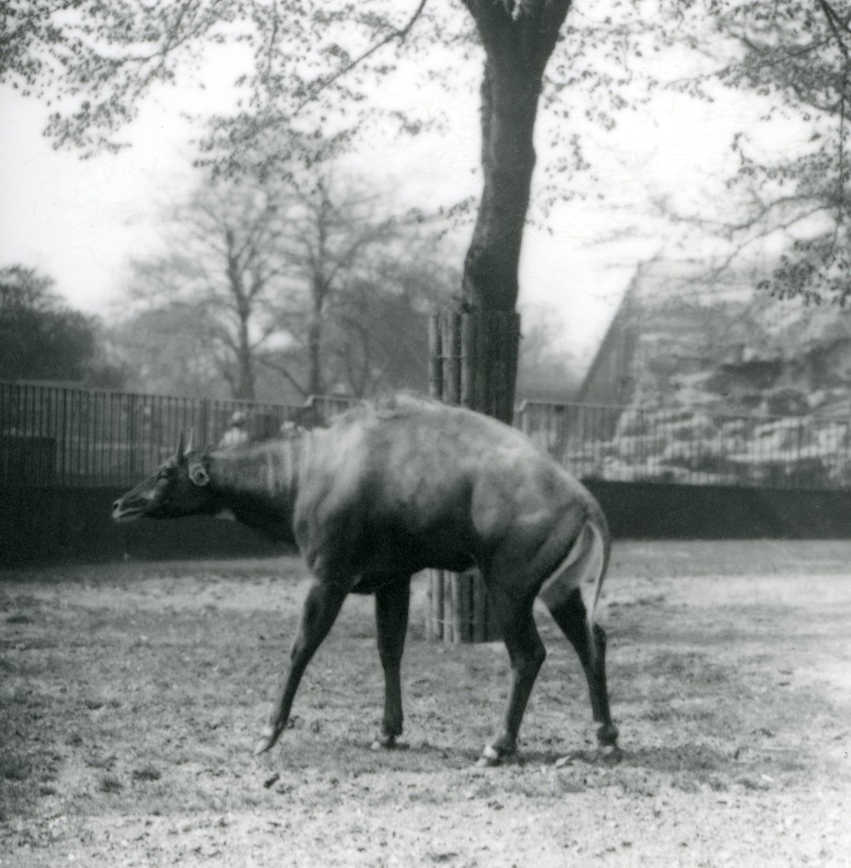 A Nilgai, or Asian Antelope at London Zoo, April 1923 by Frederick William Bond